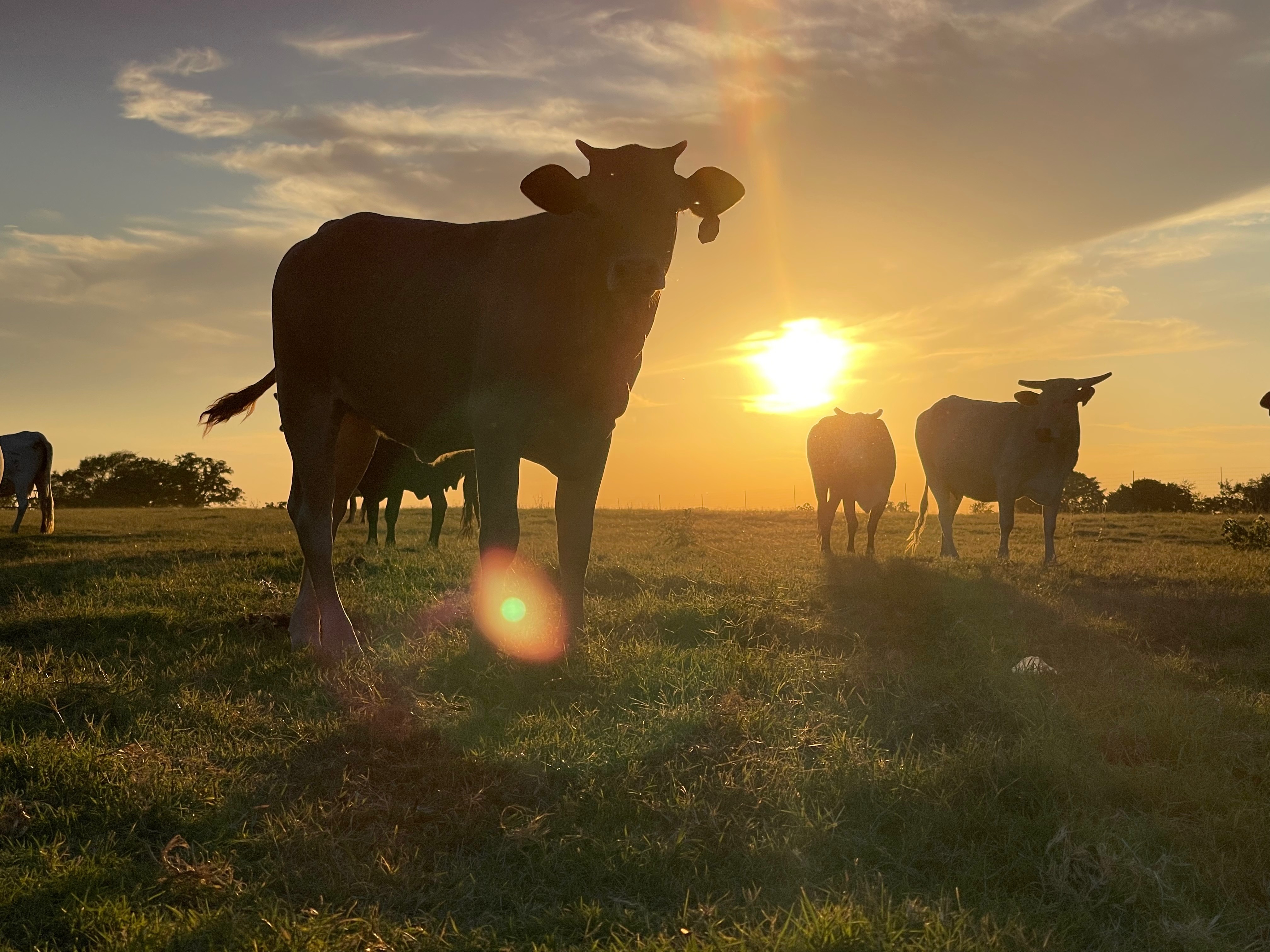 Okiegurl OnlyFans header