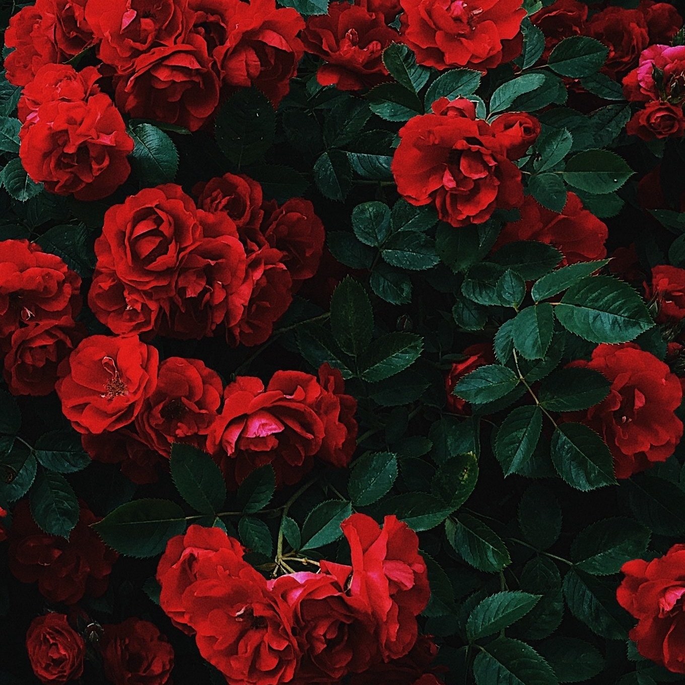 Okrad OnlyFans header