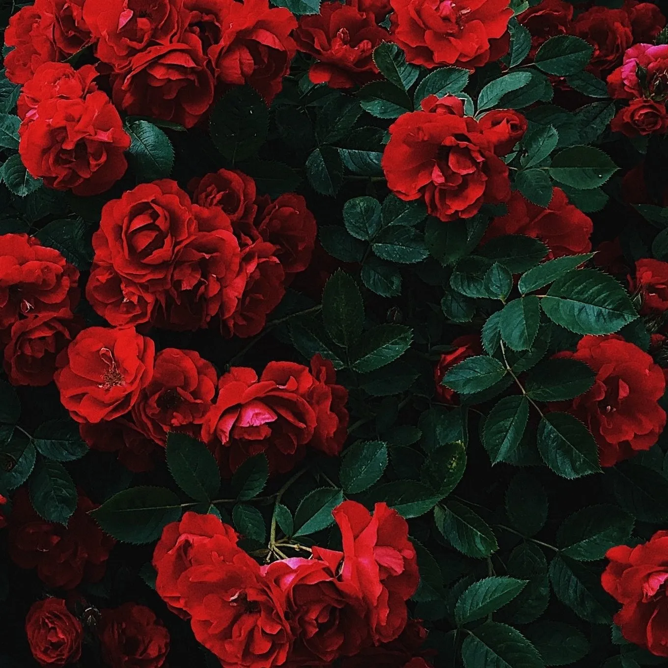 Okrad OnlyFans header