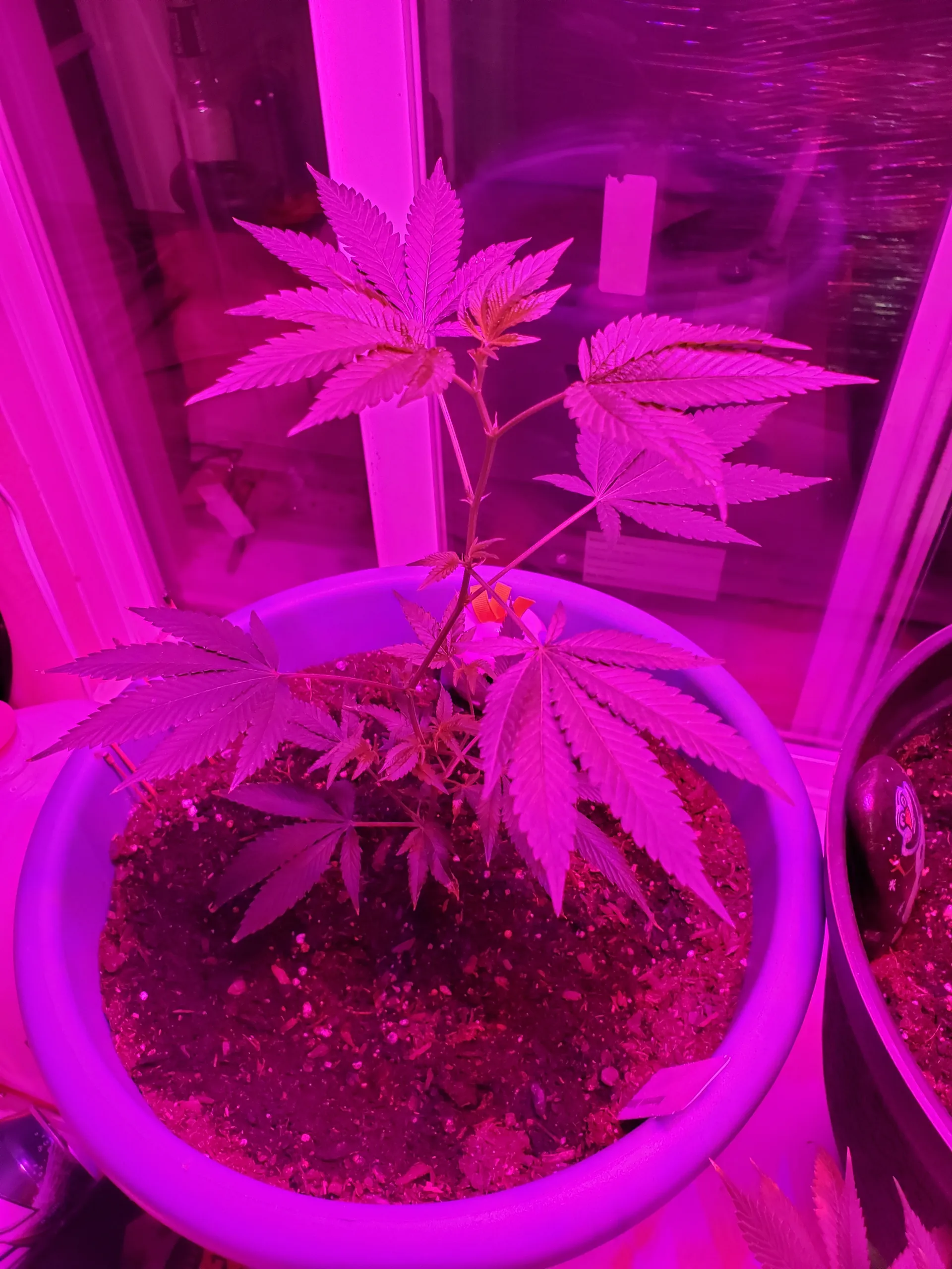 Olaf_of_Asgard OnlyFans header