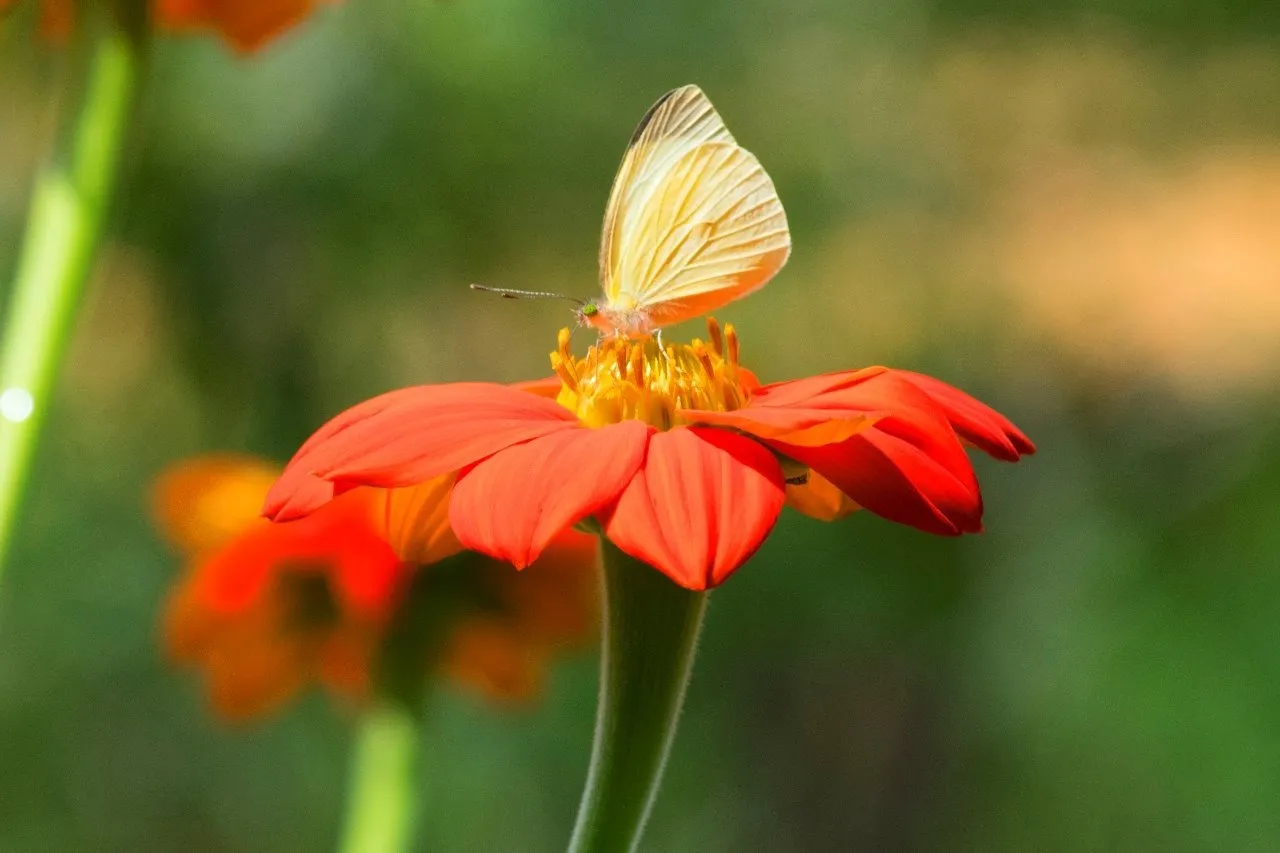 Yisell Vanessa Olejua OnlyFans header