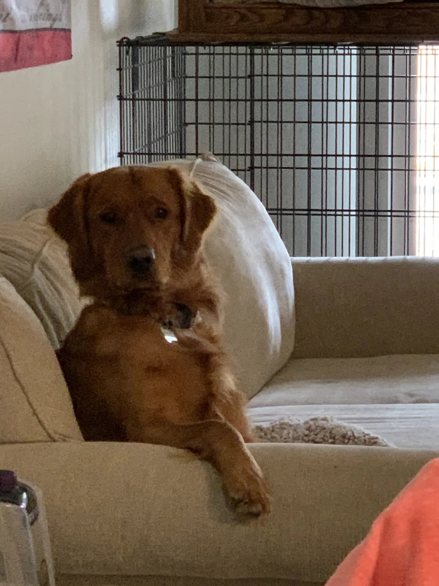 Ollievander Lee Ortega