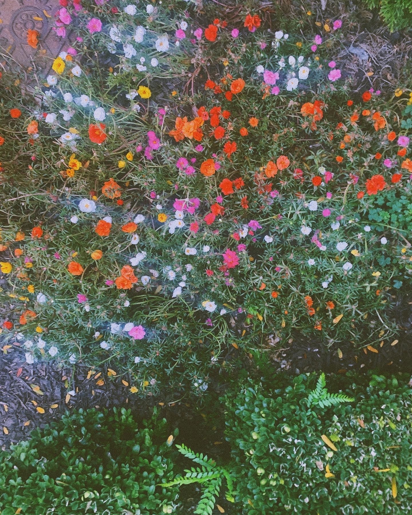 Olive A. Smutty OnlyFans header