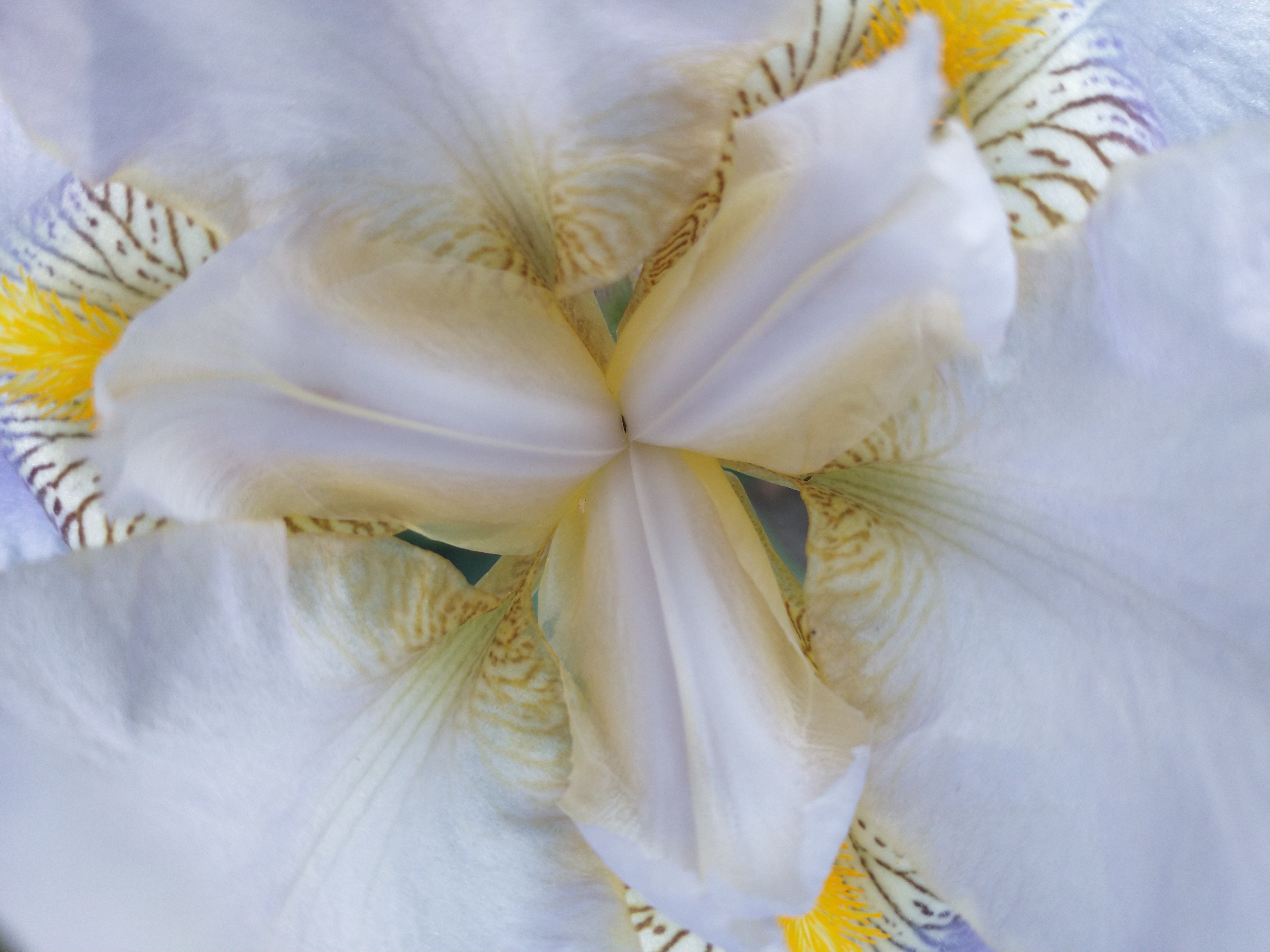 Olive OnlyFans header