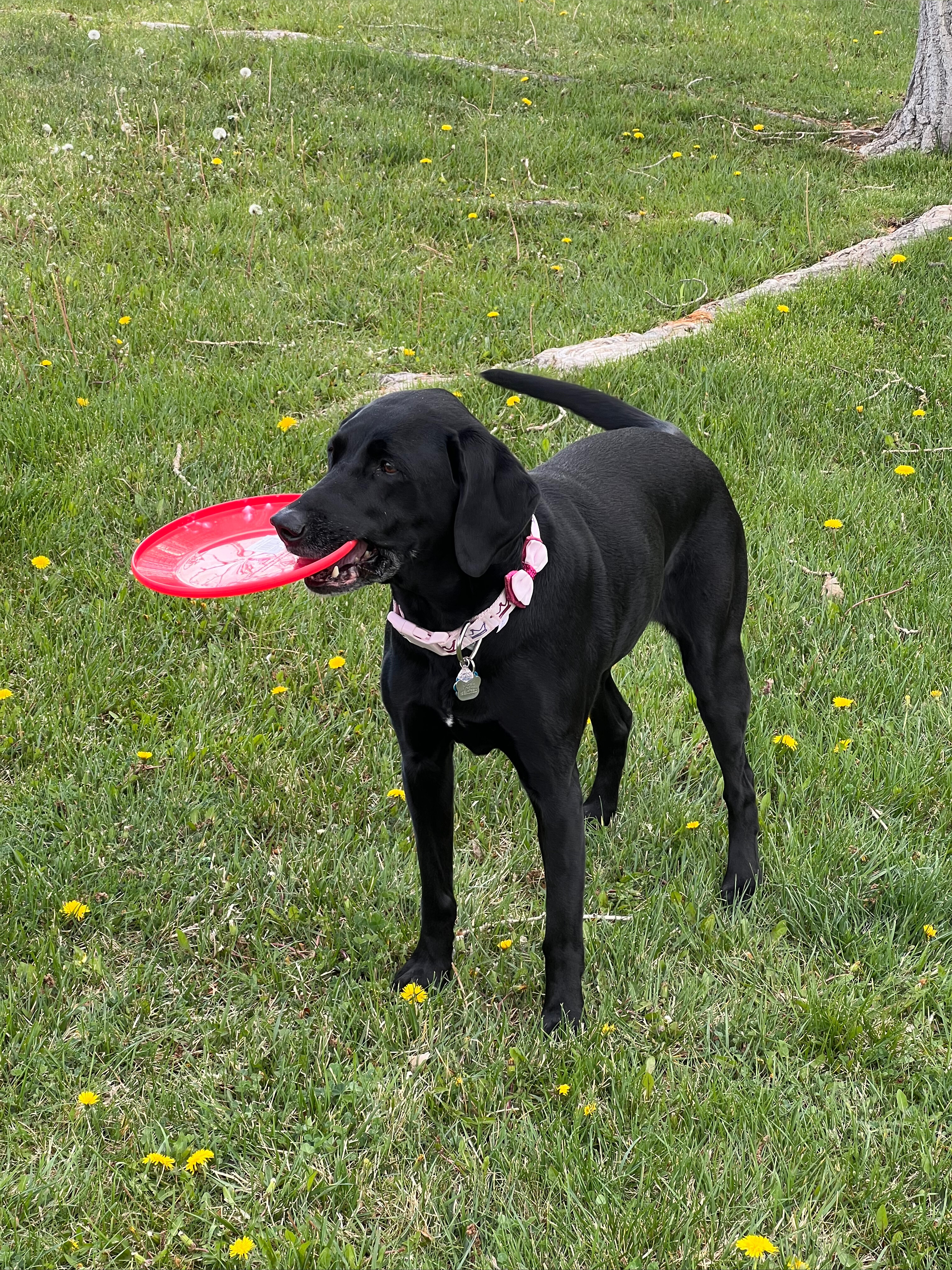 Ollie Sue OnlyFans header