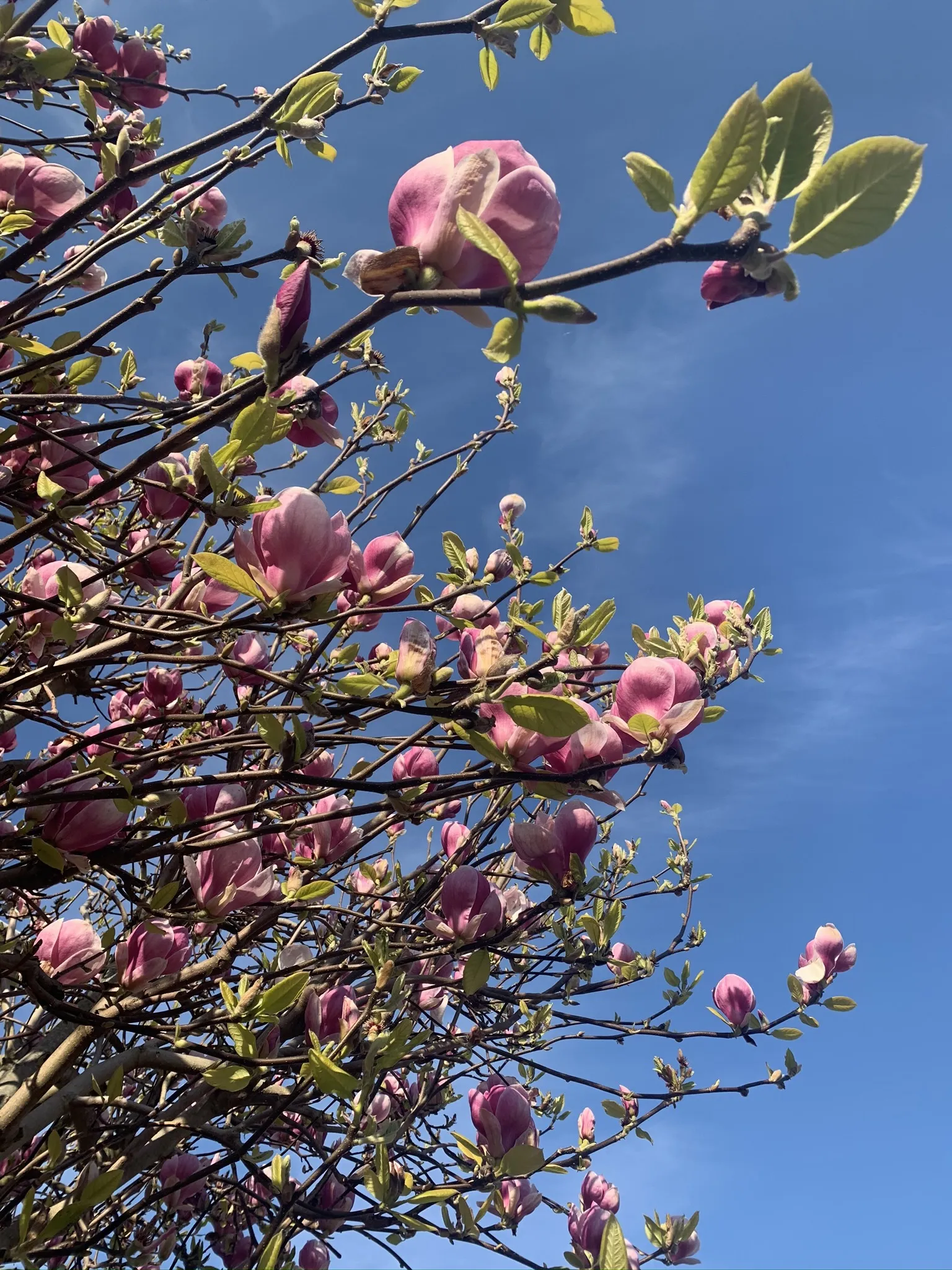 OLIVE WILD. 34FF OnlyFans header