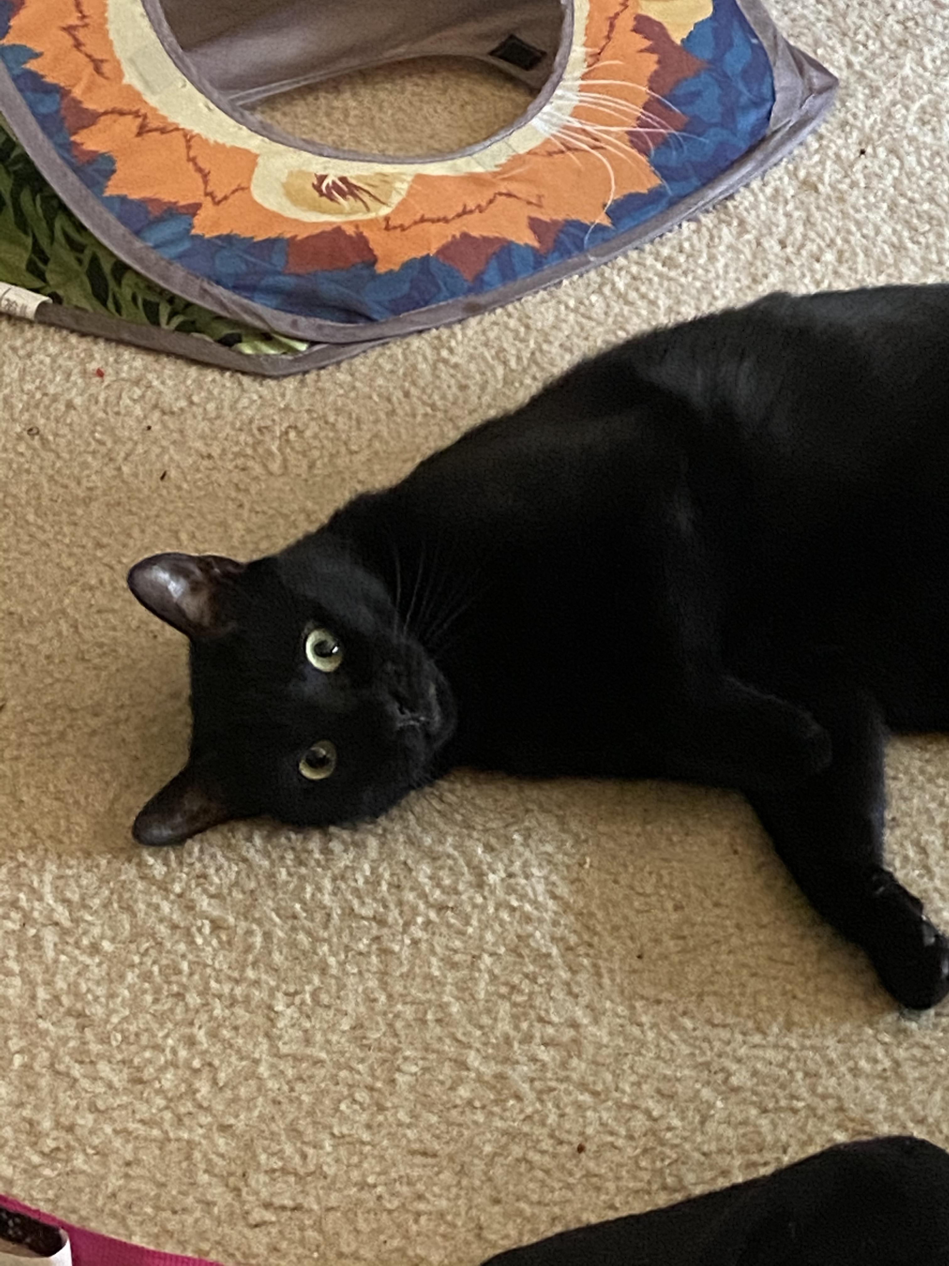 Olivia Michelle OnlyFans header