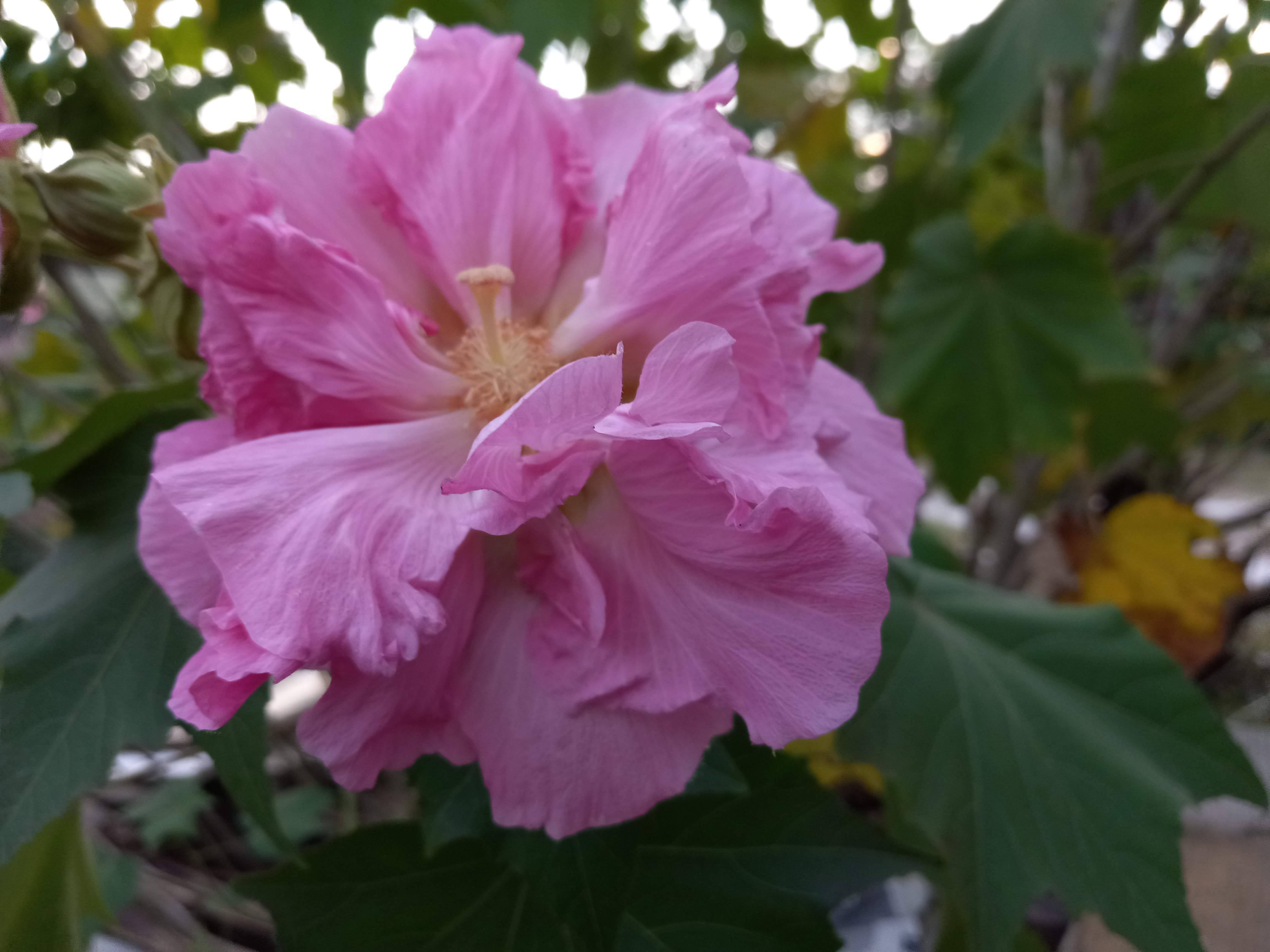 Olivia Rose OnlyFans header