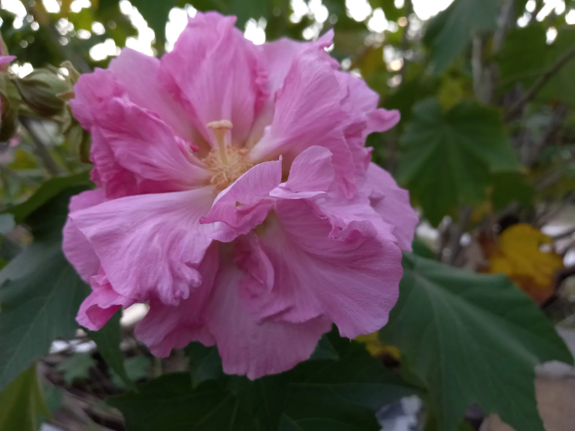 Olivia Rose OnlyFans header