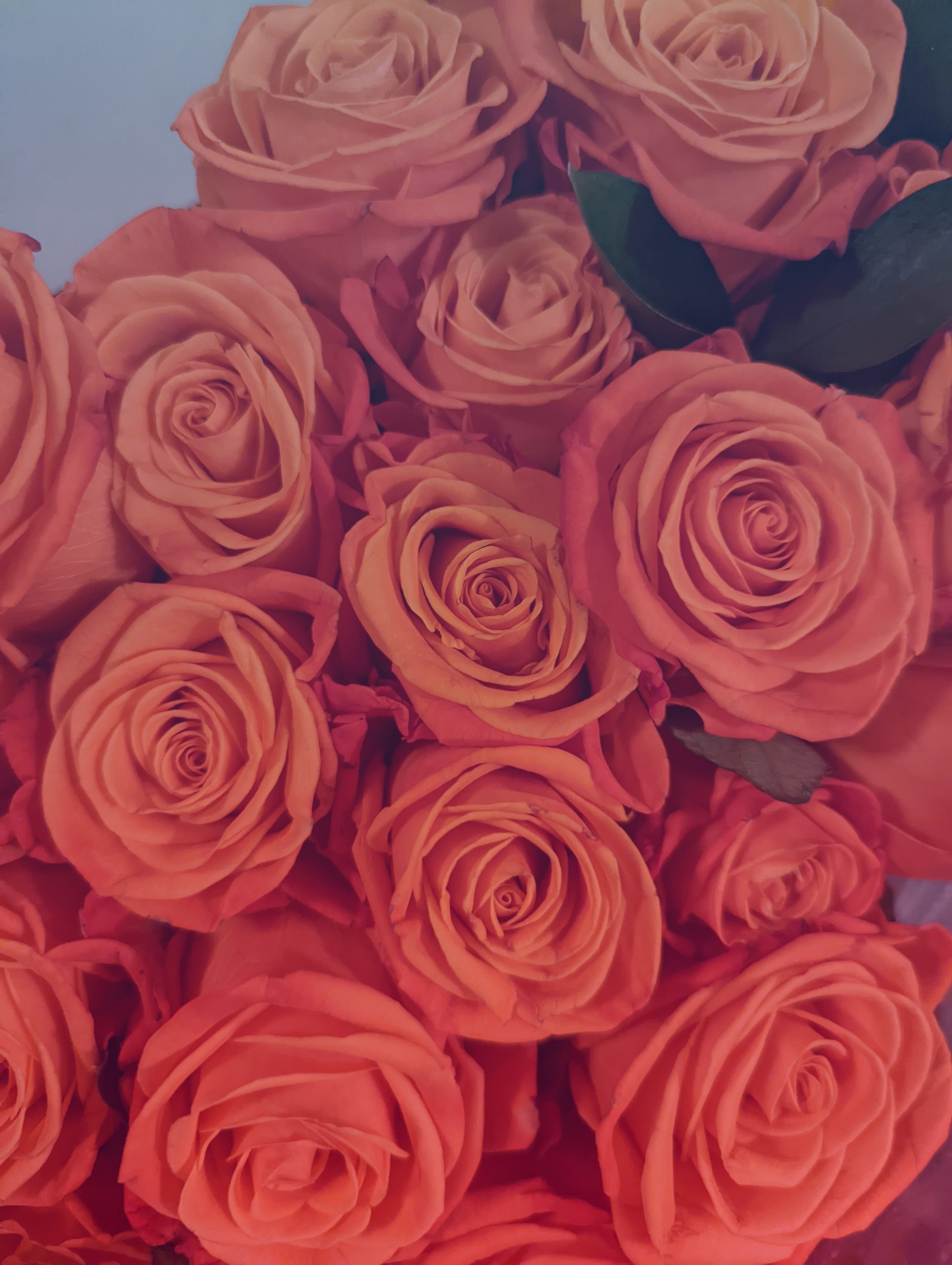 Olivia VIP OnlyFans header