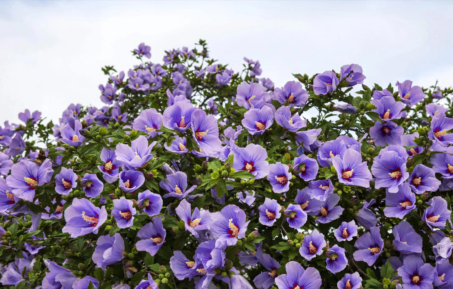 ollyhibs OnlyFans header