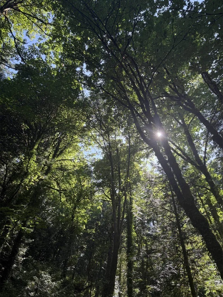 Olly OnlyFans header