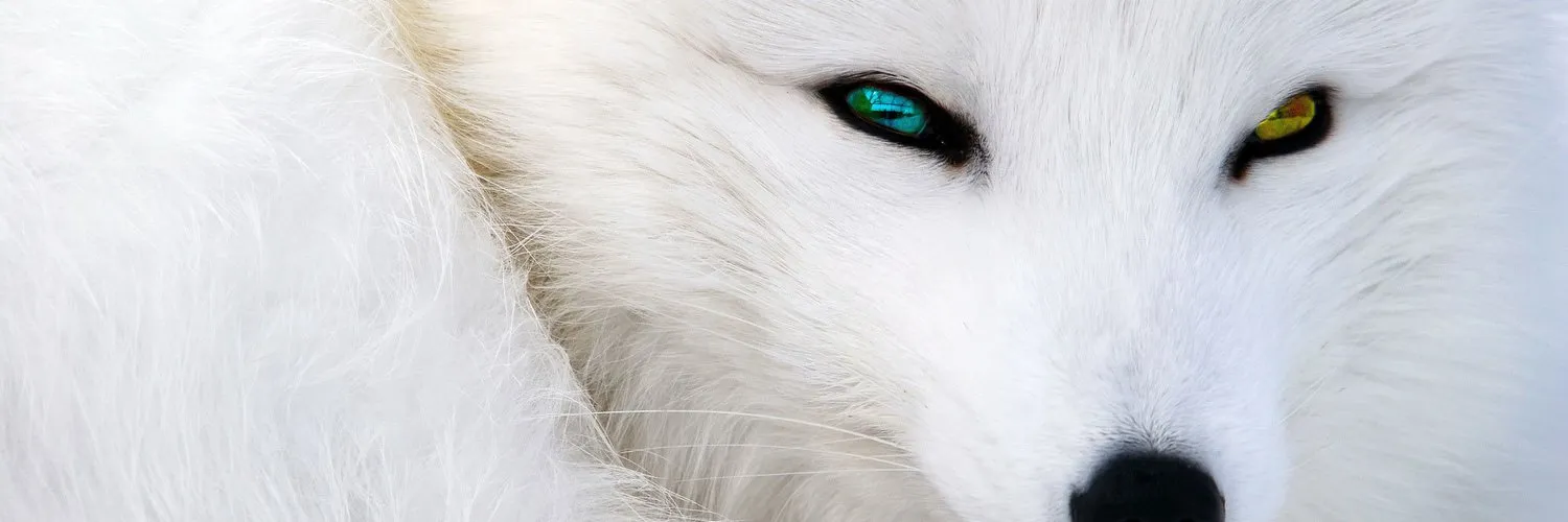 ơƖơཞıŋ ɖཞɛąɱ OnlyFans header