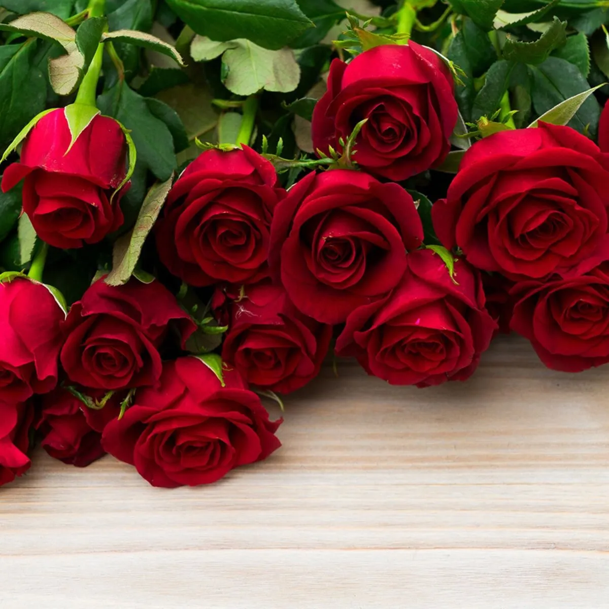 Olympe Roselli OnlyFans header