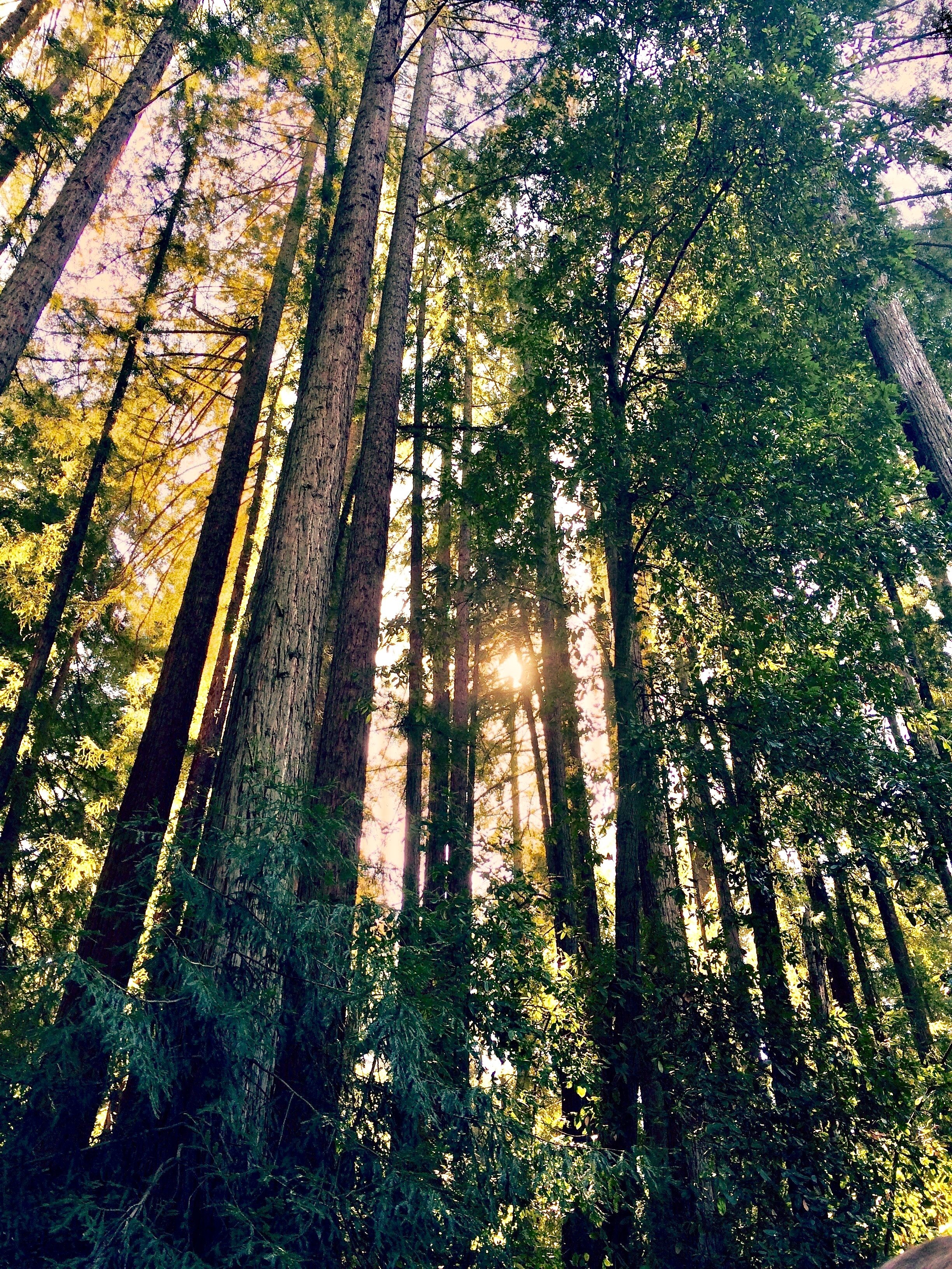 Opal OnlyFans header