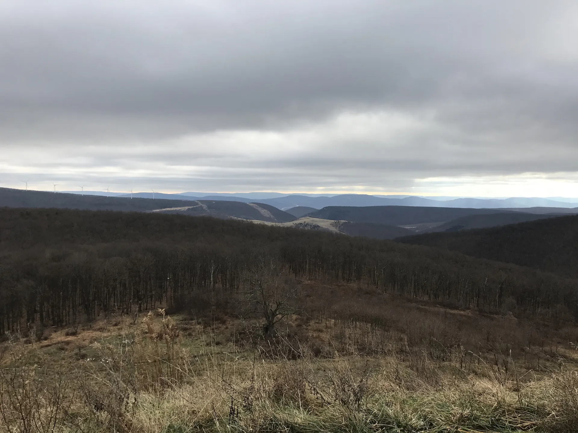 Papa 🐻 OnlyFans header