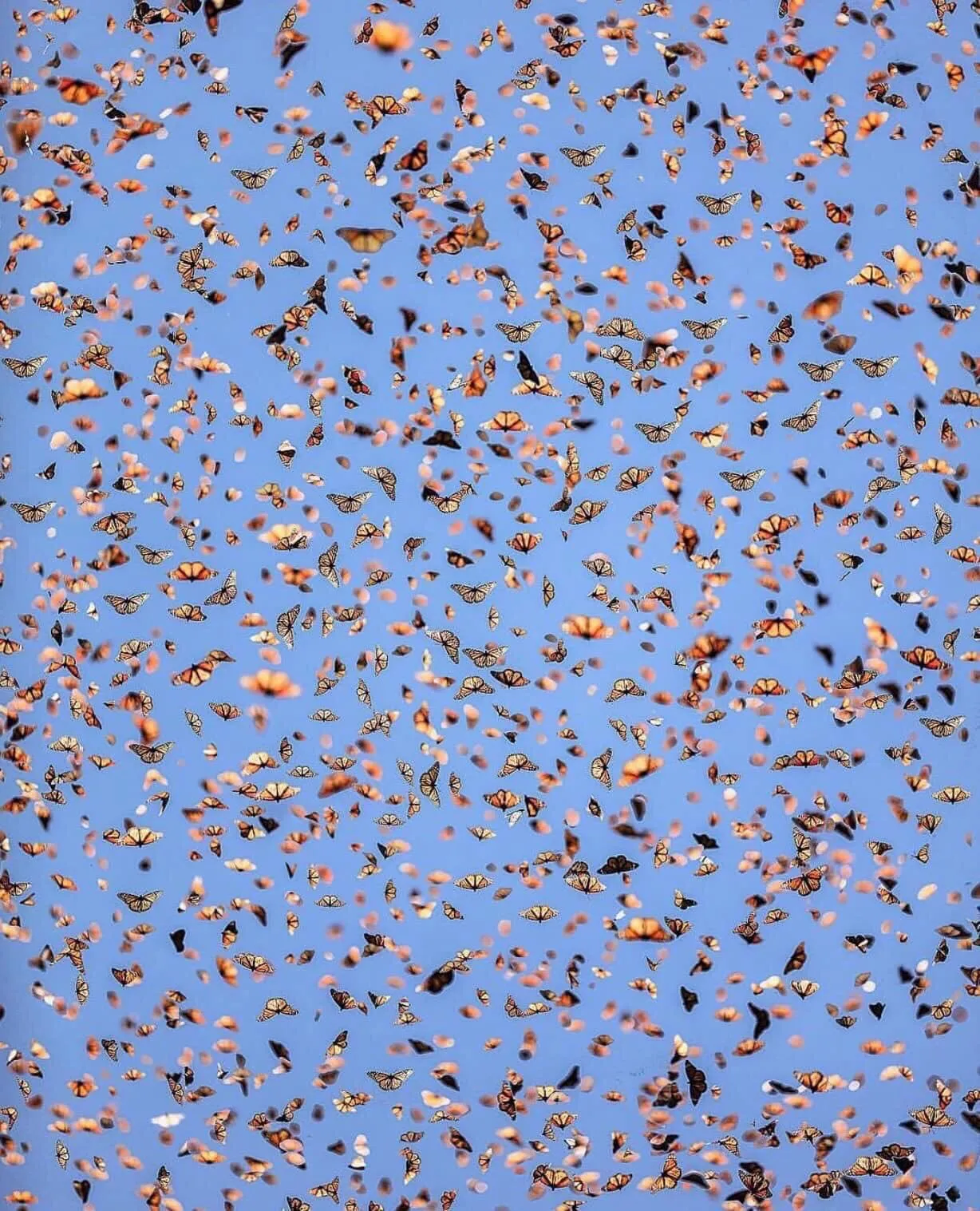 kitty OnlyFans header