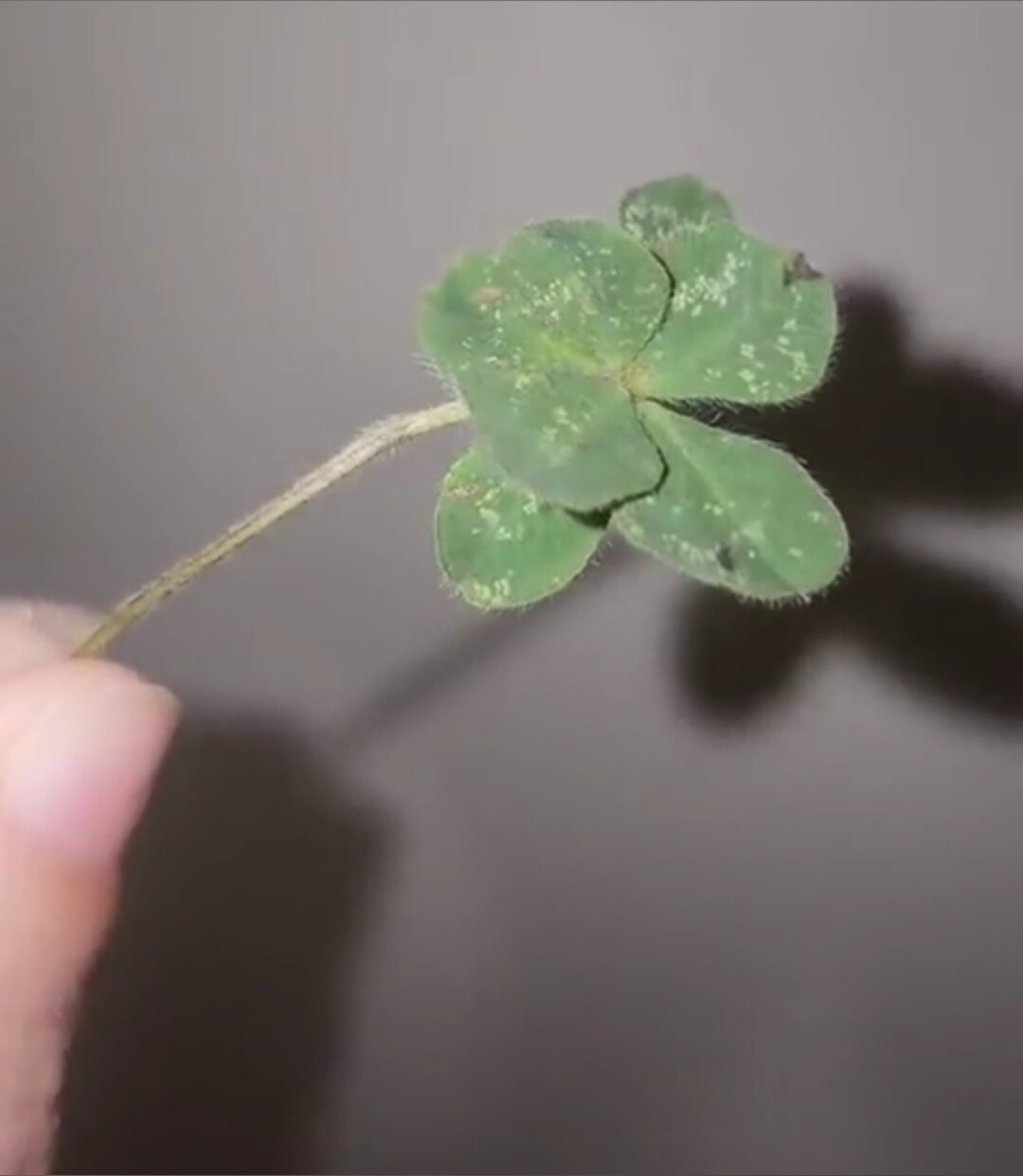 OnceUponAShilo OnlyFans header