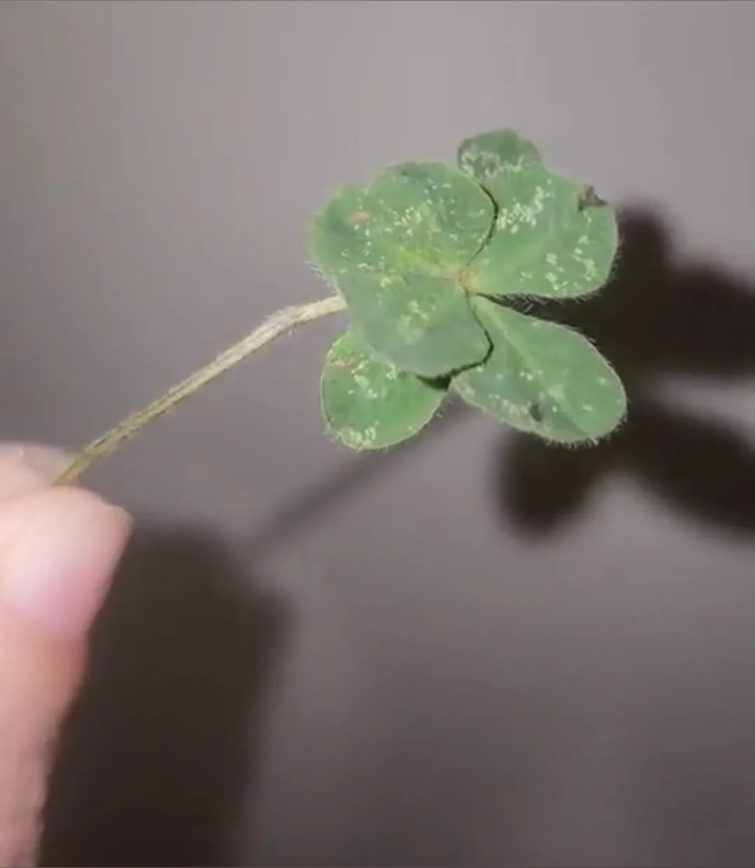 OnceUponAShilo OnlyFans header