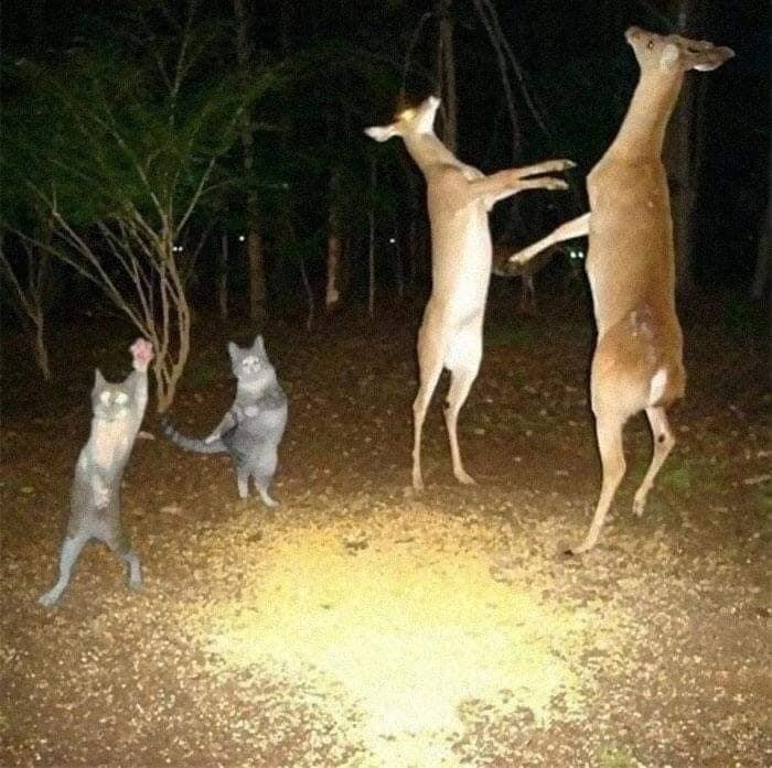 entropia OnlyFans header