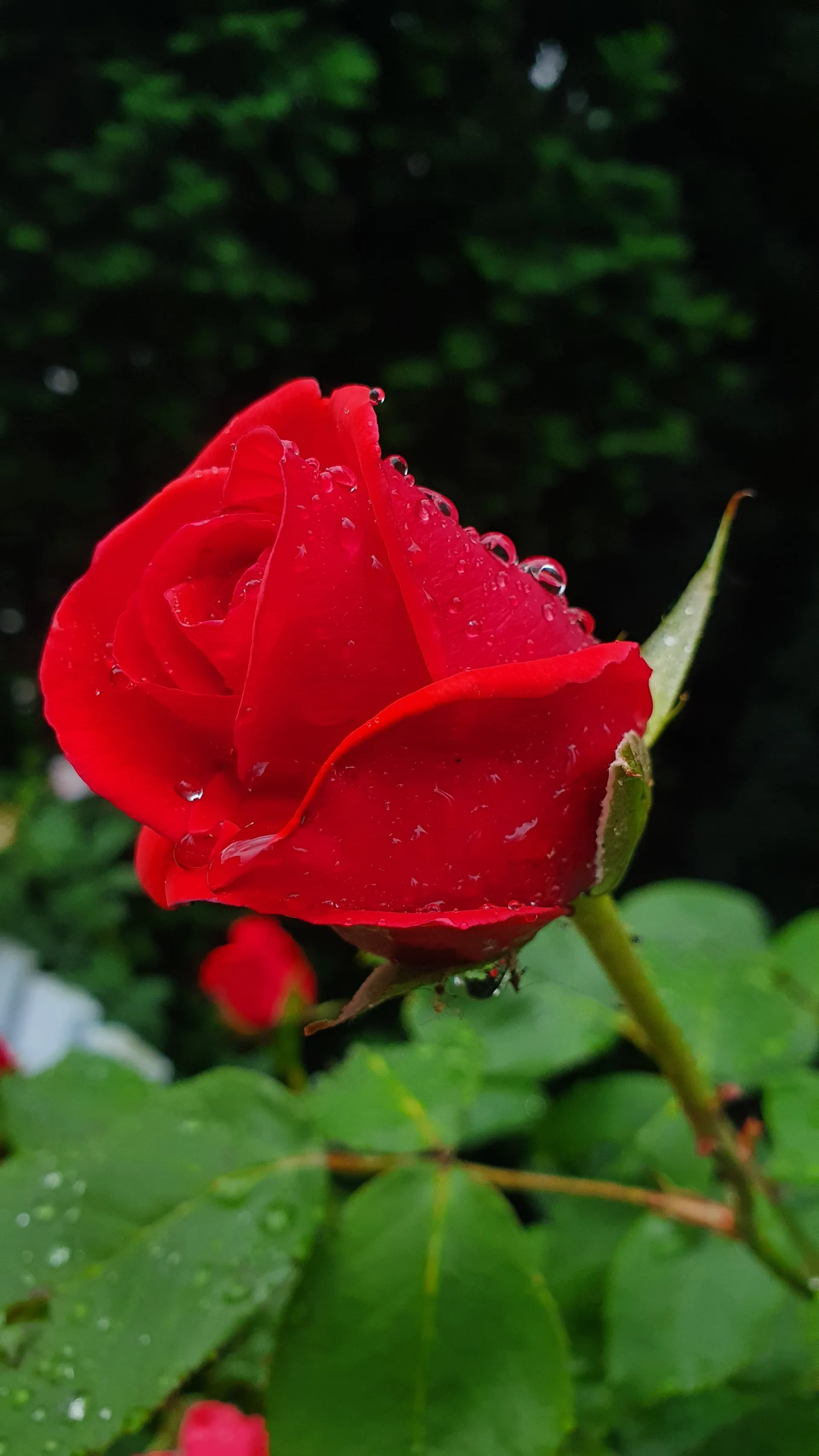 Nova OnlyFans header