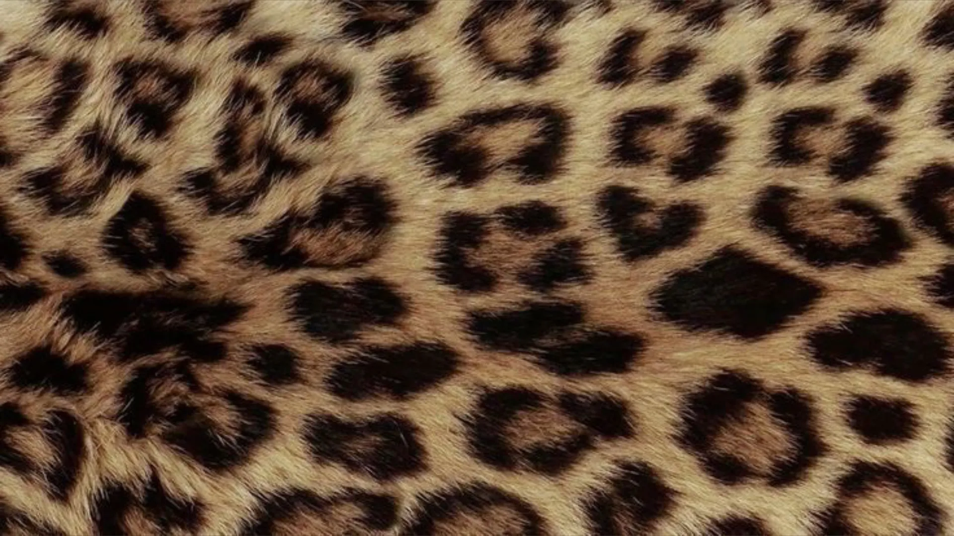 Star Diamonte OnlyFans header