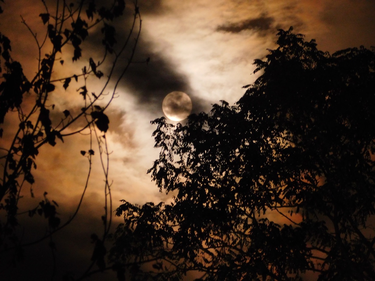 Victoria OnlyFans header