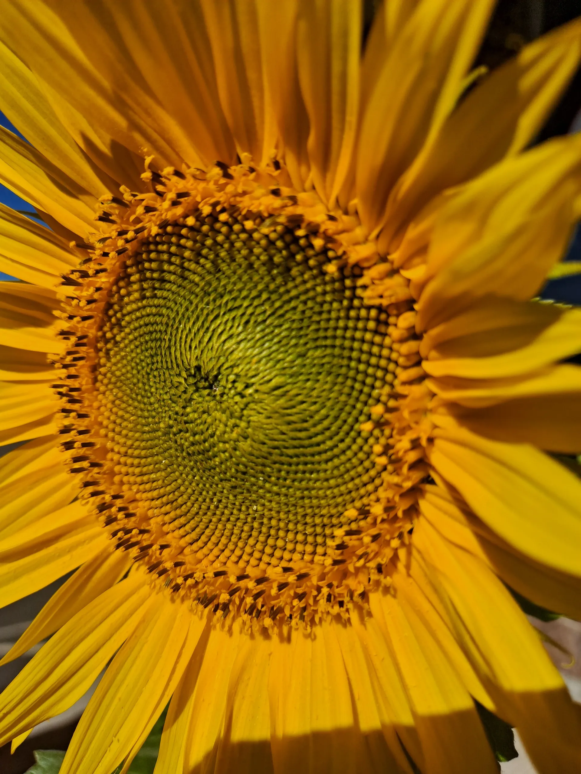 Pixie OnlyFans header