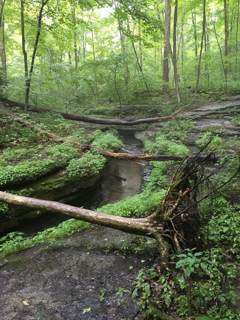 NakedArt OnlyFans header