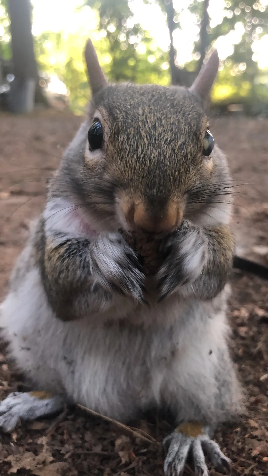 NormaTheSquirrel