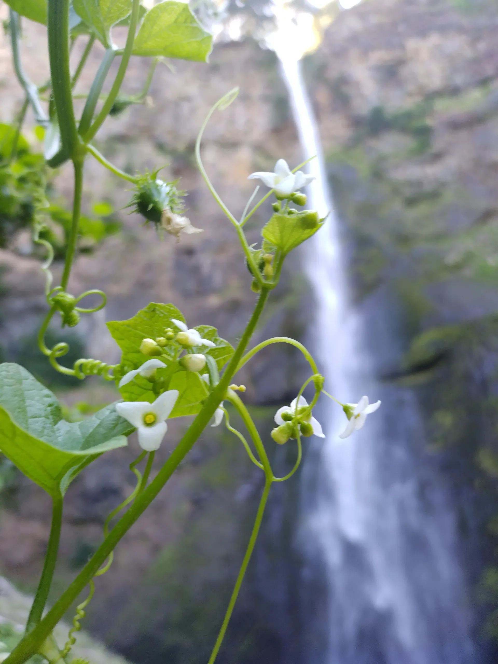 Master Dabz , onethebadwolf OnlyFans header