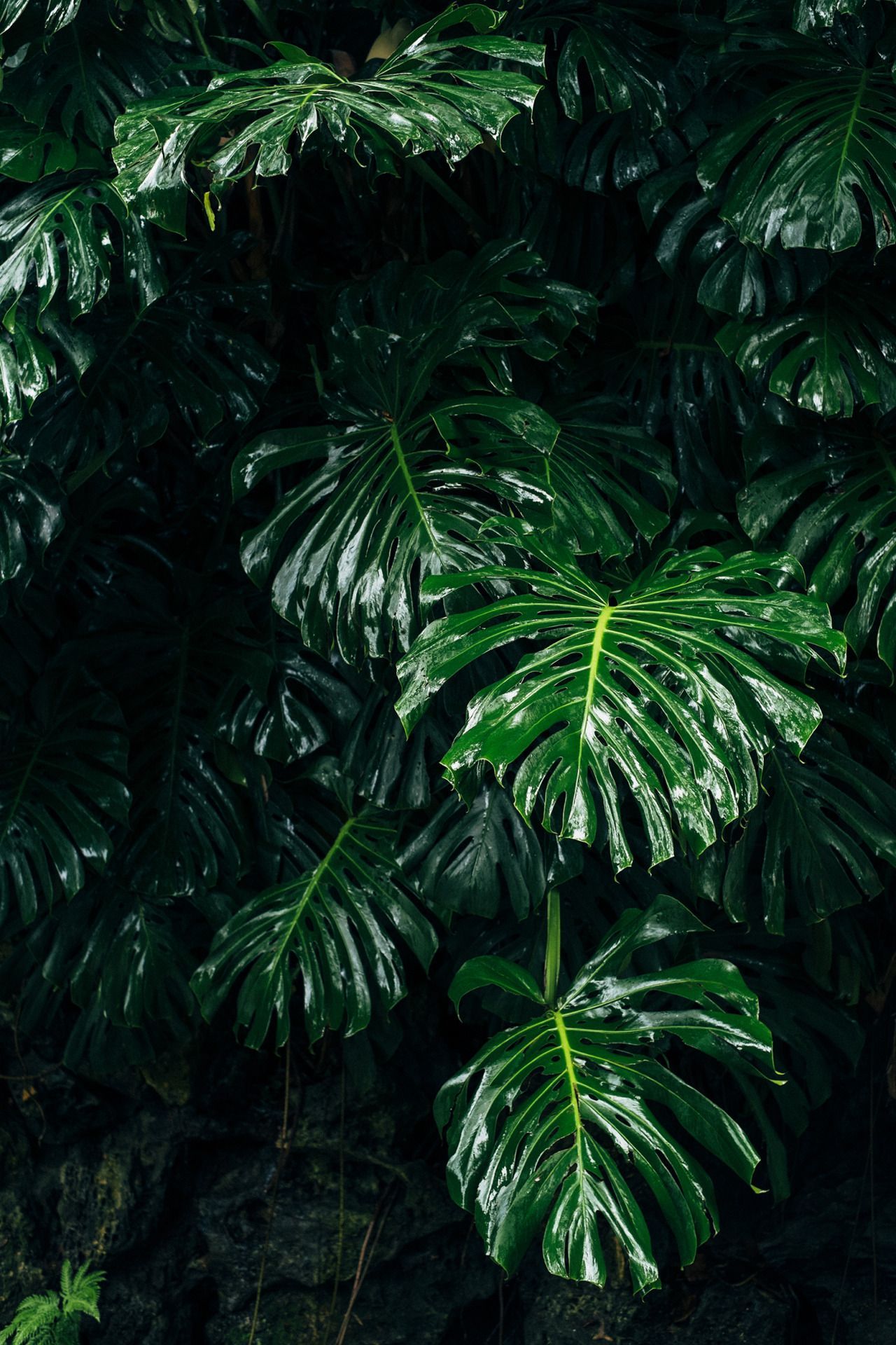 Glas Atreides OnlyFans header