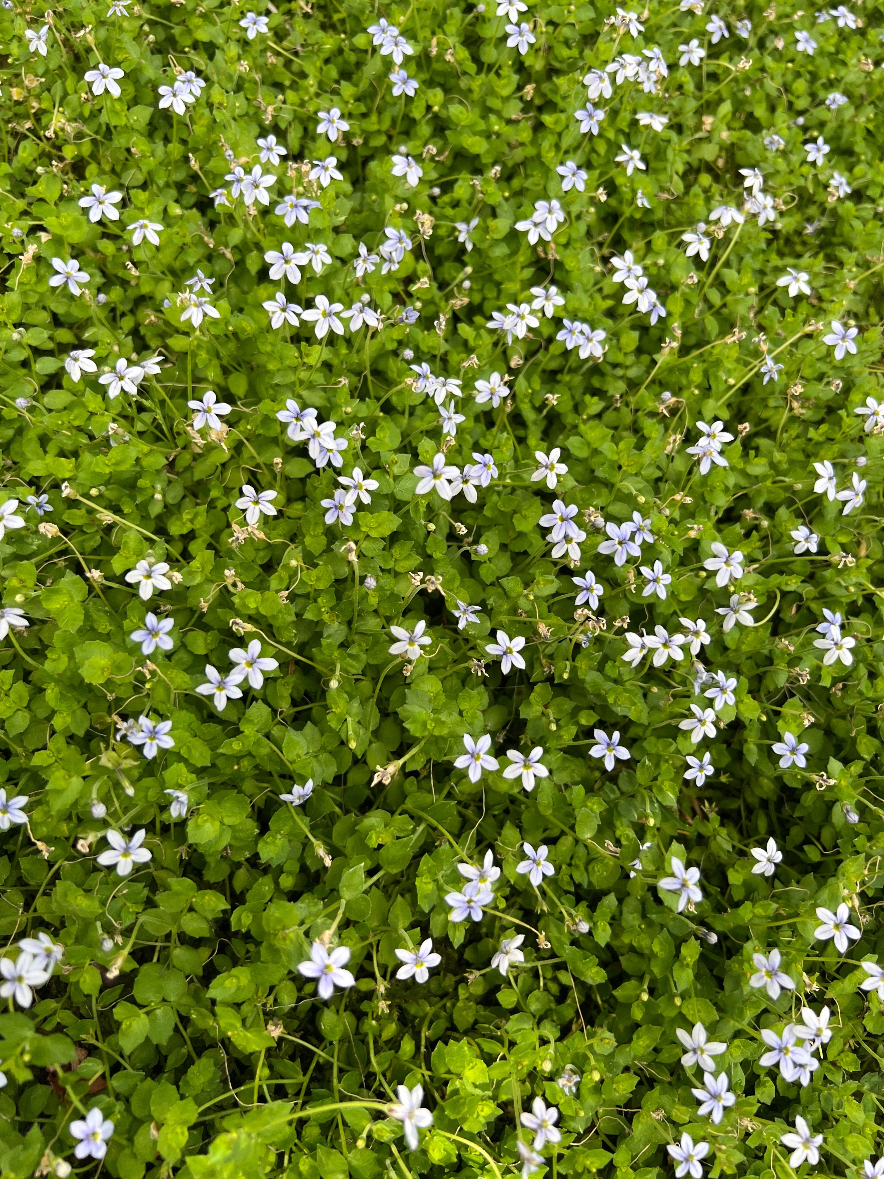 Onisuna OnlyFans header