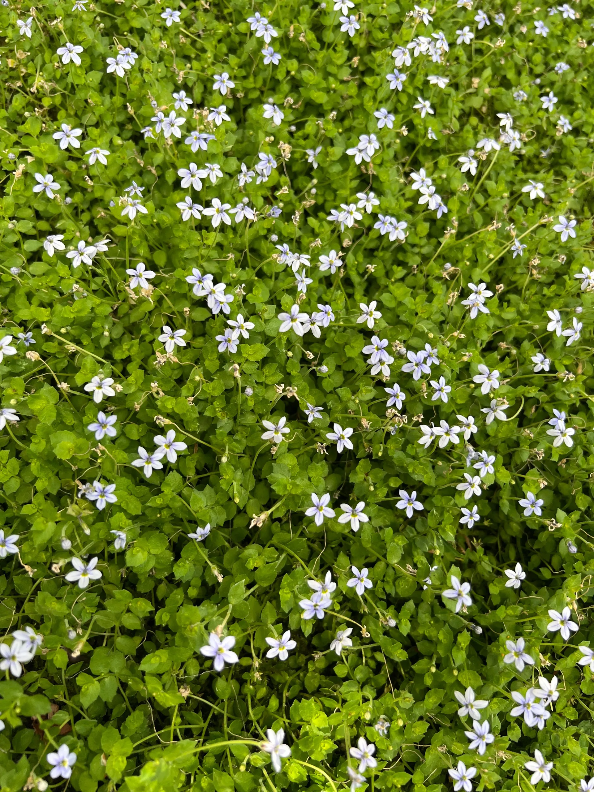 Onisuna OnlyFans header