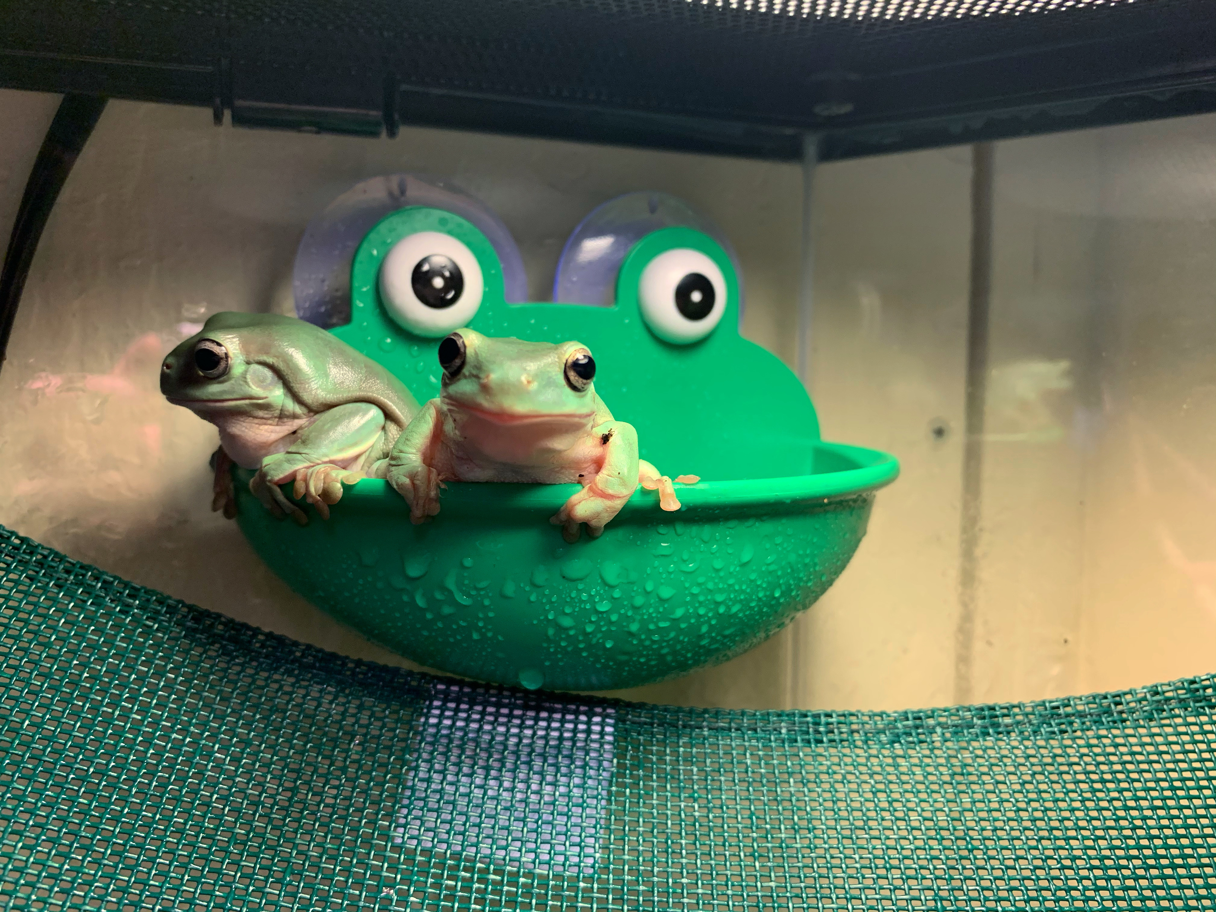 Only Frogs! OnlyFans header