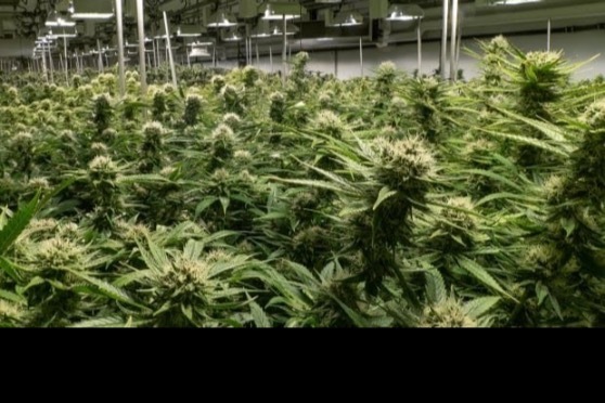 OnlyPlants OnlyFans header