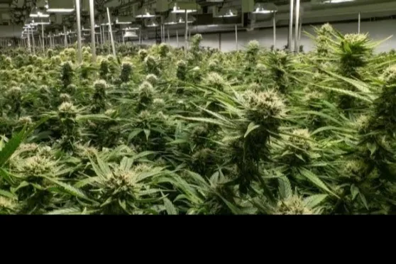 OnlyPlants OnlyFans header