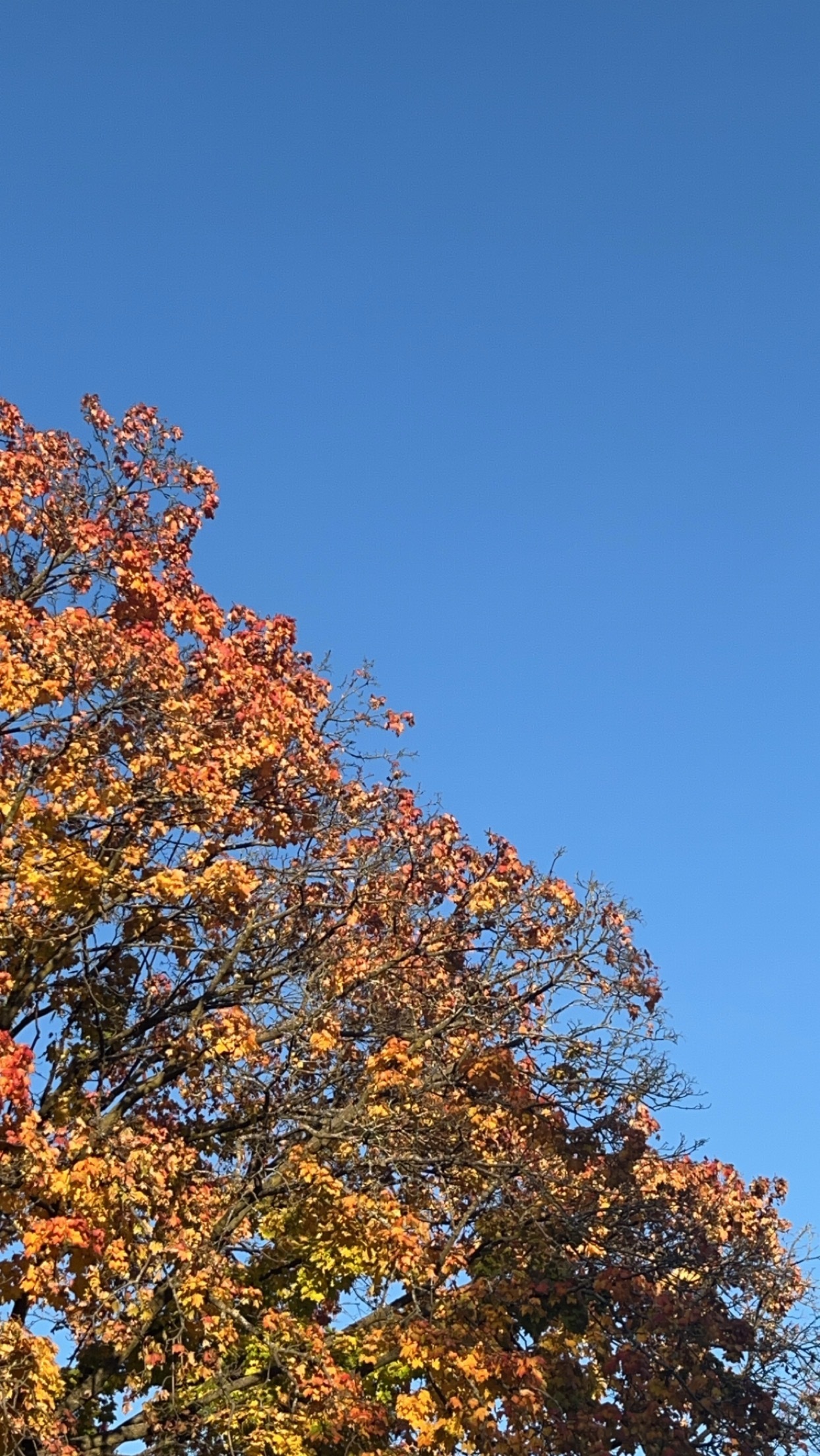 Dolly OnlyFans header