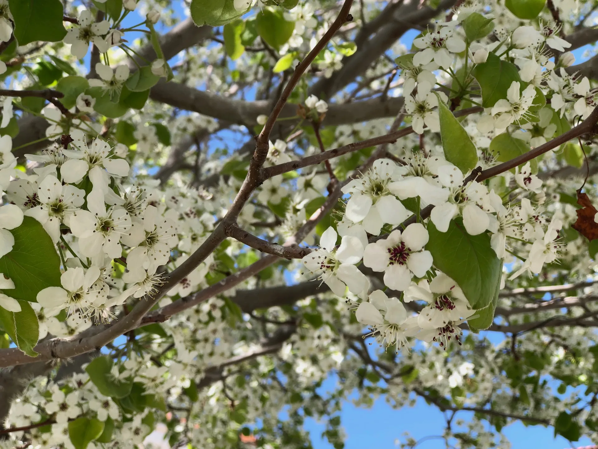 Abby Feet OnlyFans header