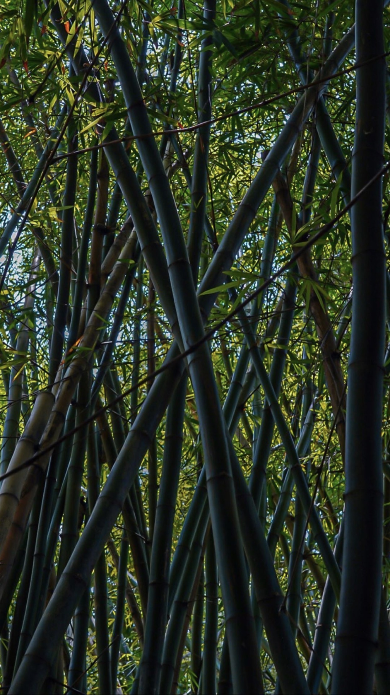 Anna🦋 OnlyFans header