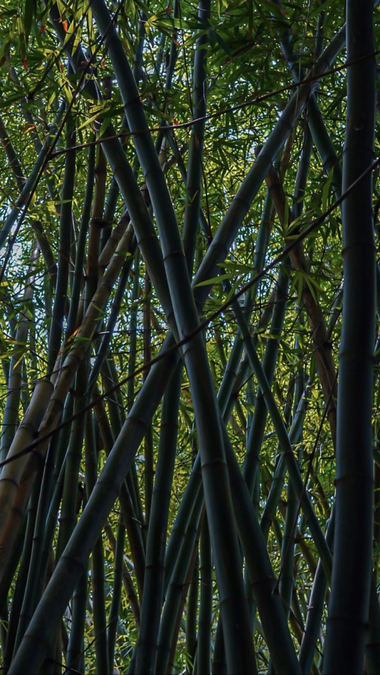 Anna🦋 OnlyFans header