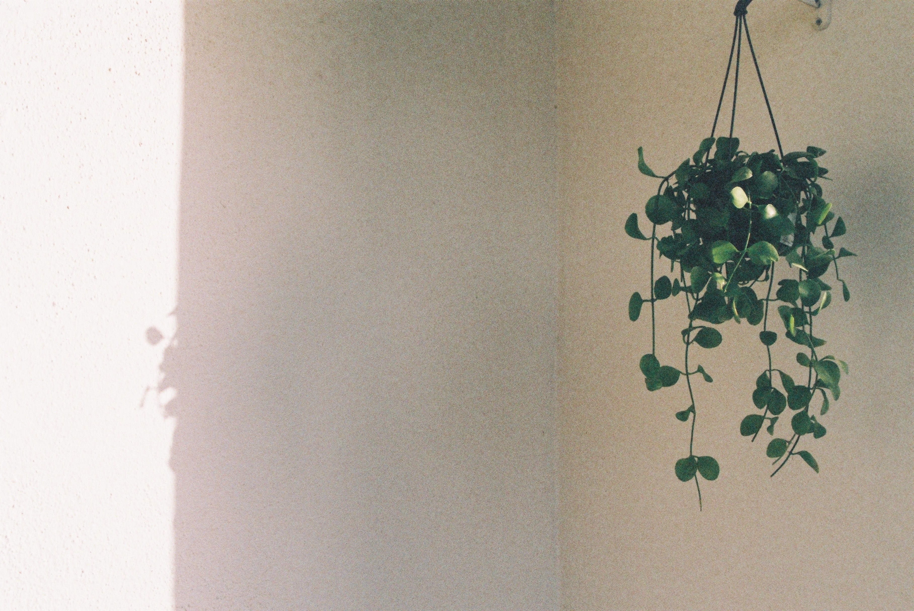 Arja OnlyFans header