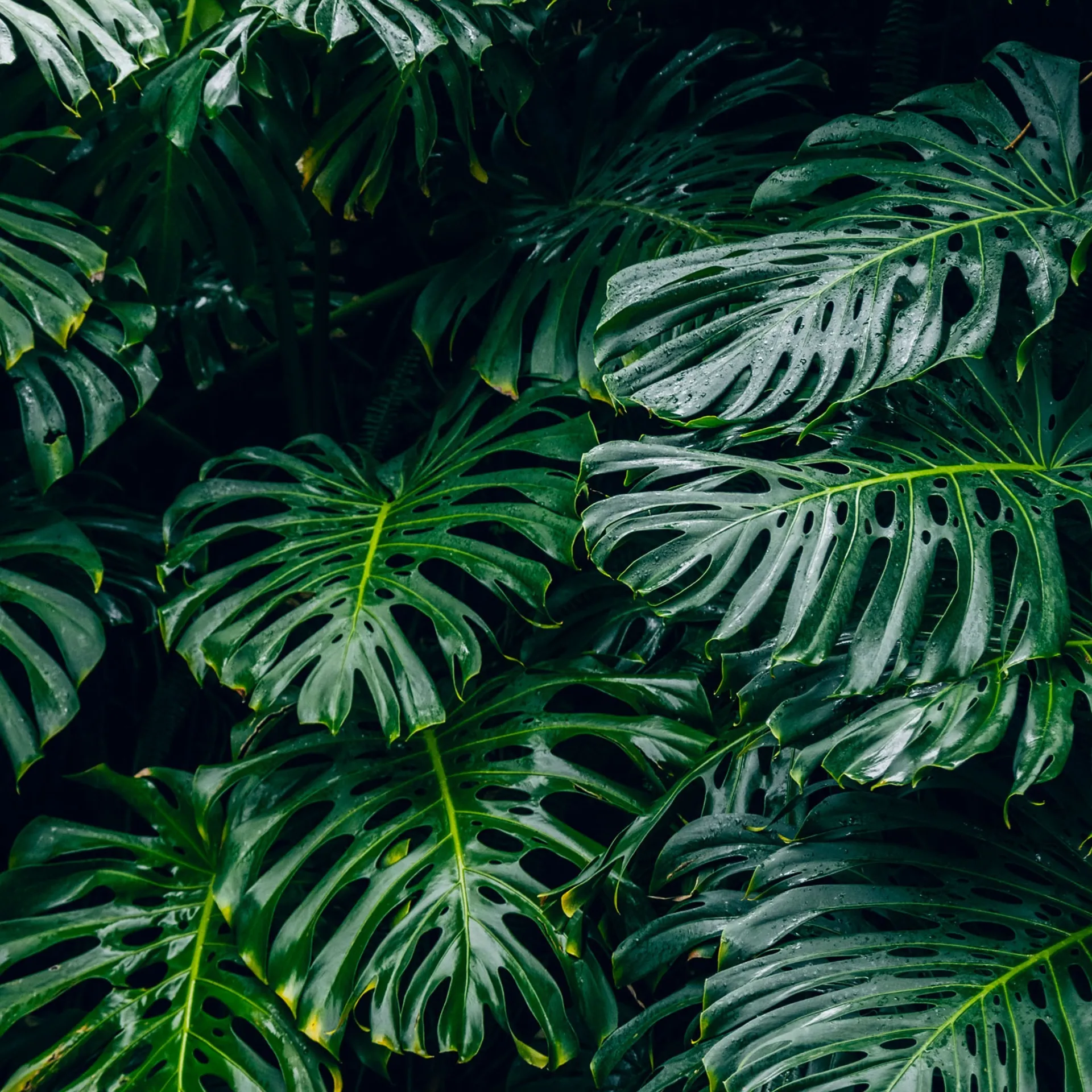 Only boobs OnlyFans header