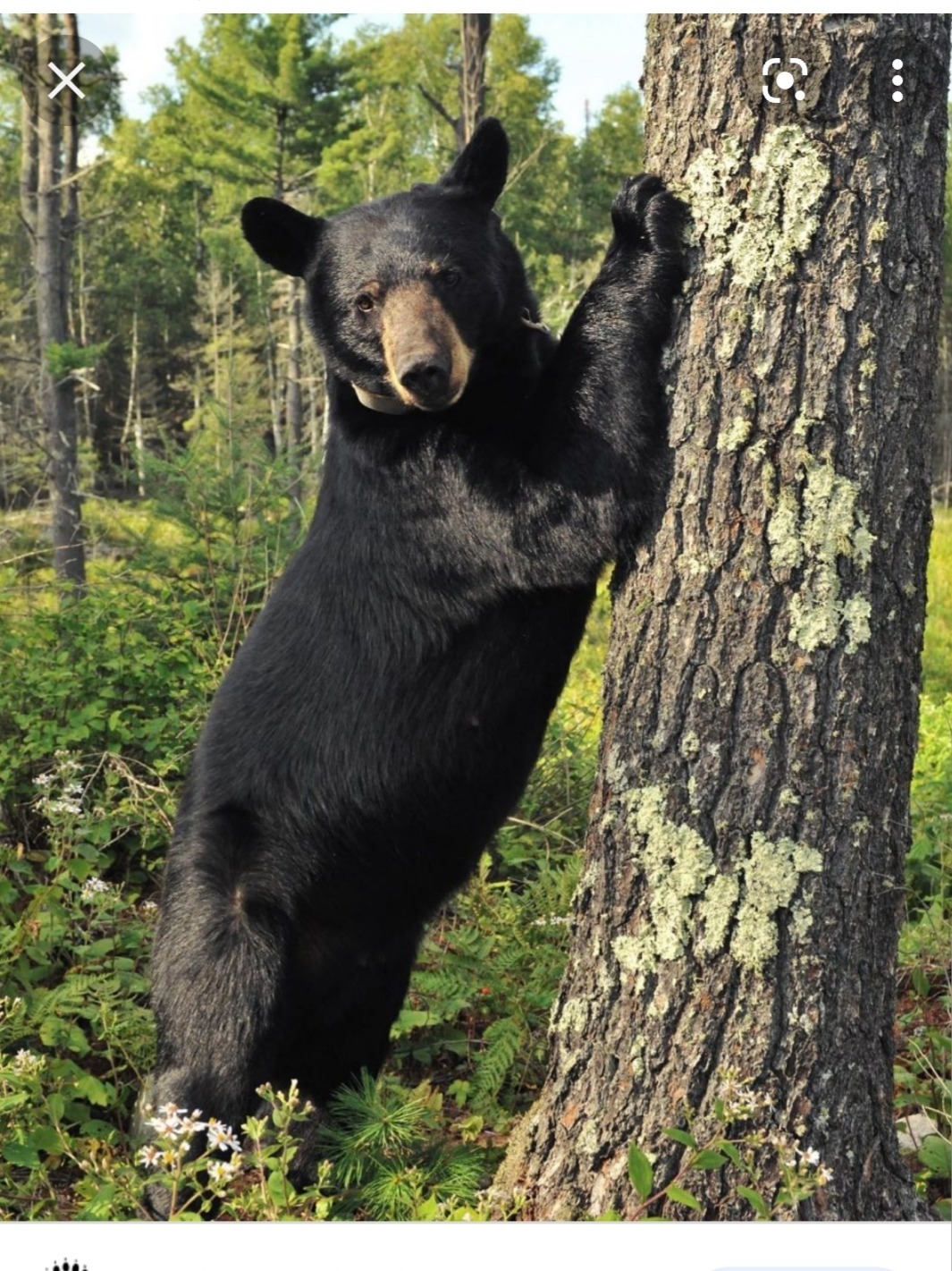 Mr.Bear OnlyFans header