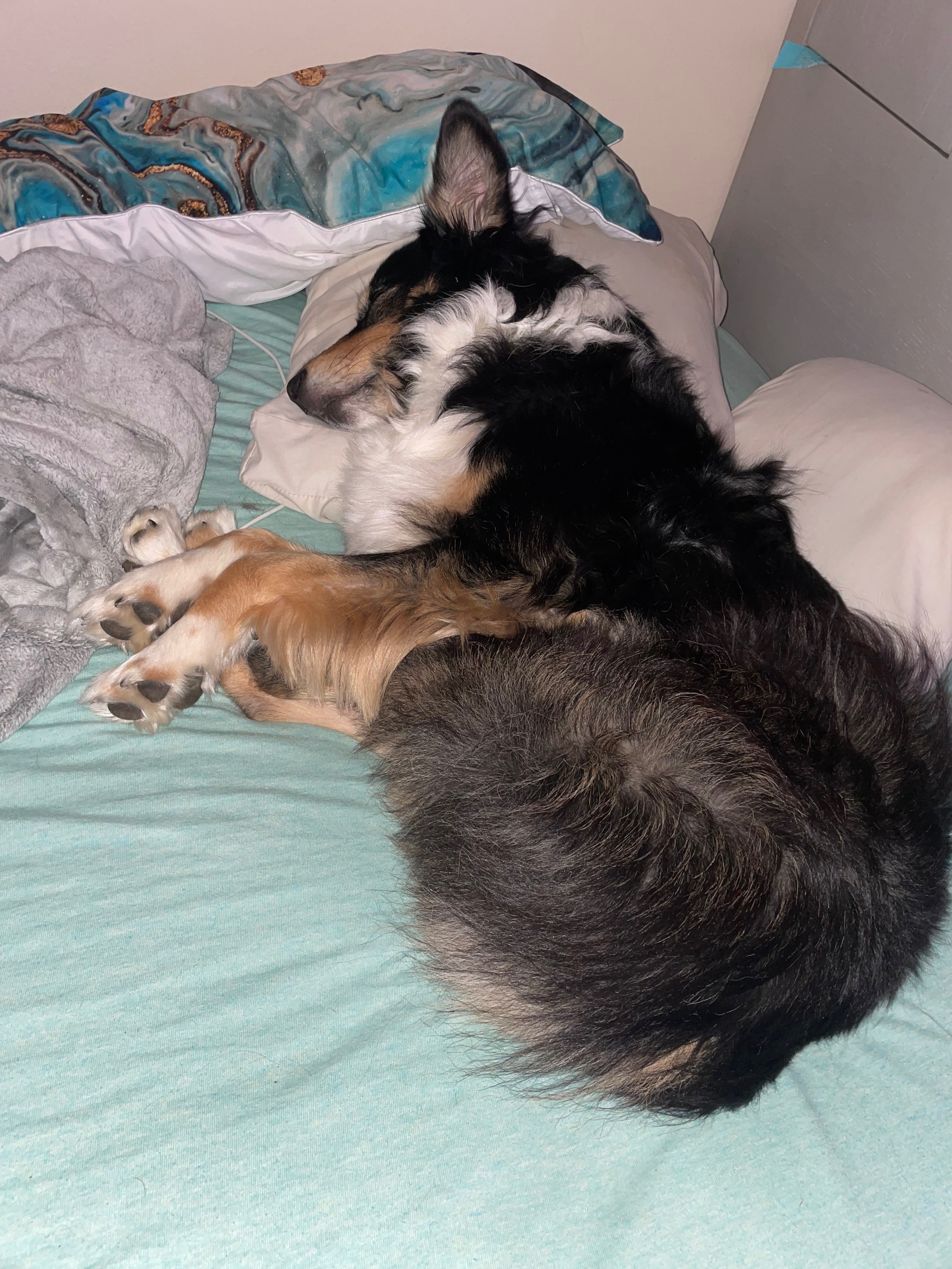 OnlyPaws OnlyFans header