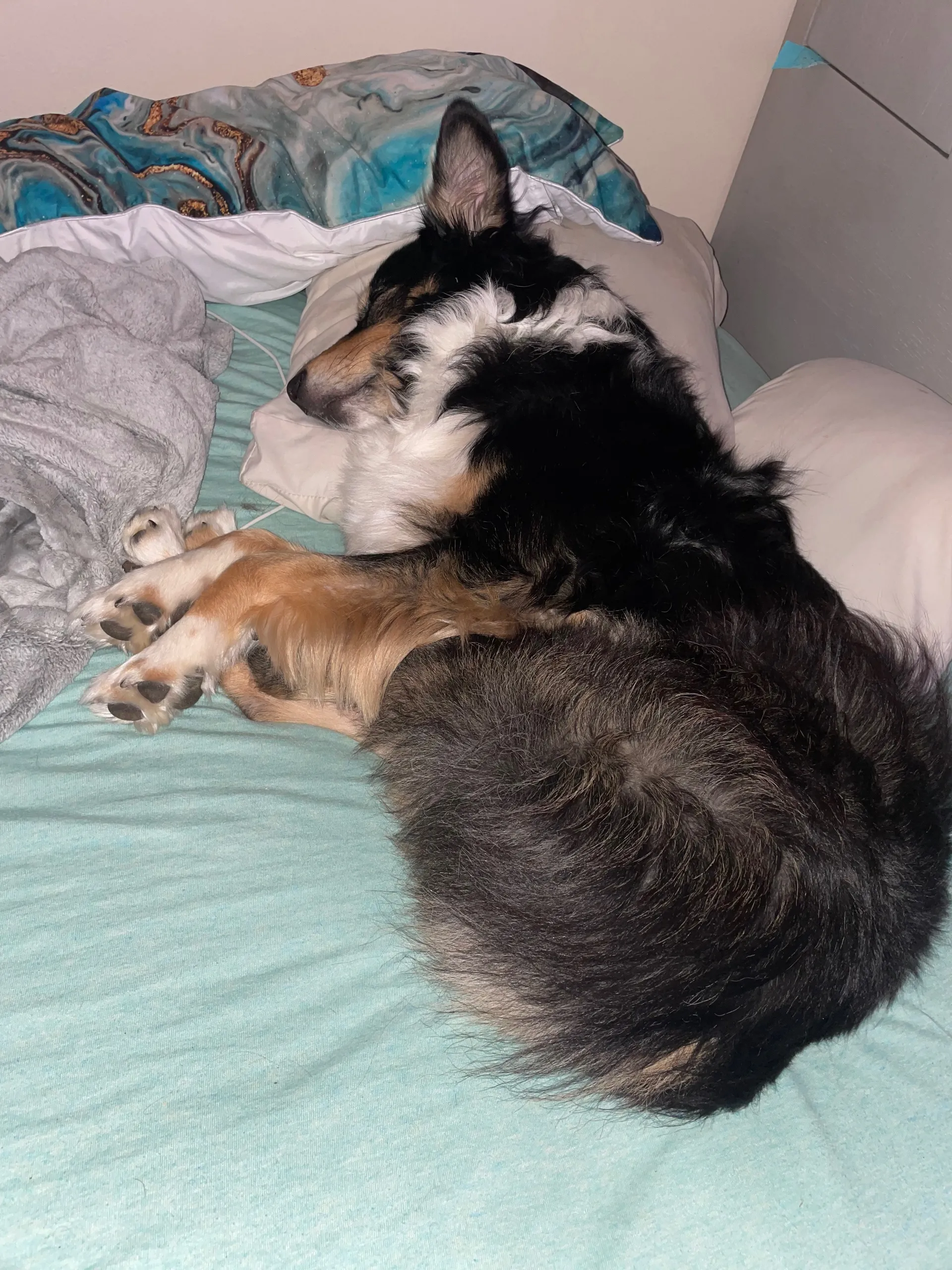 OnlyPaws OnlyFans header