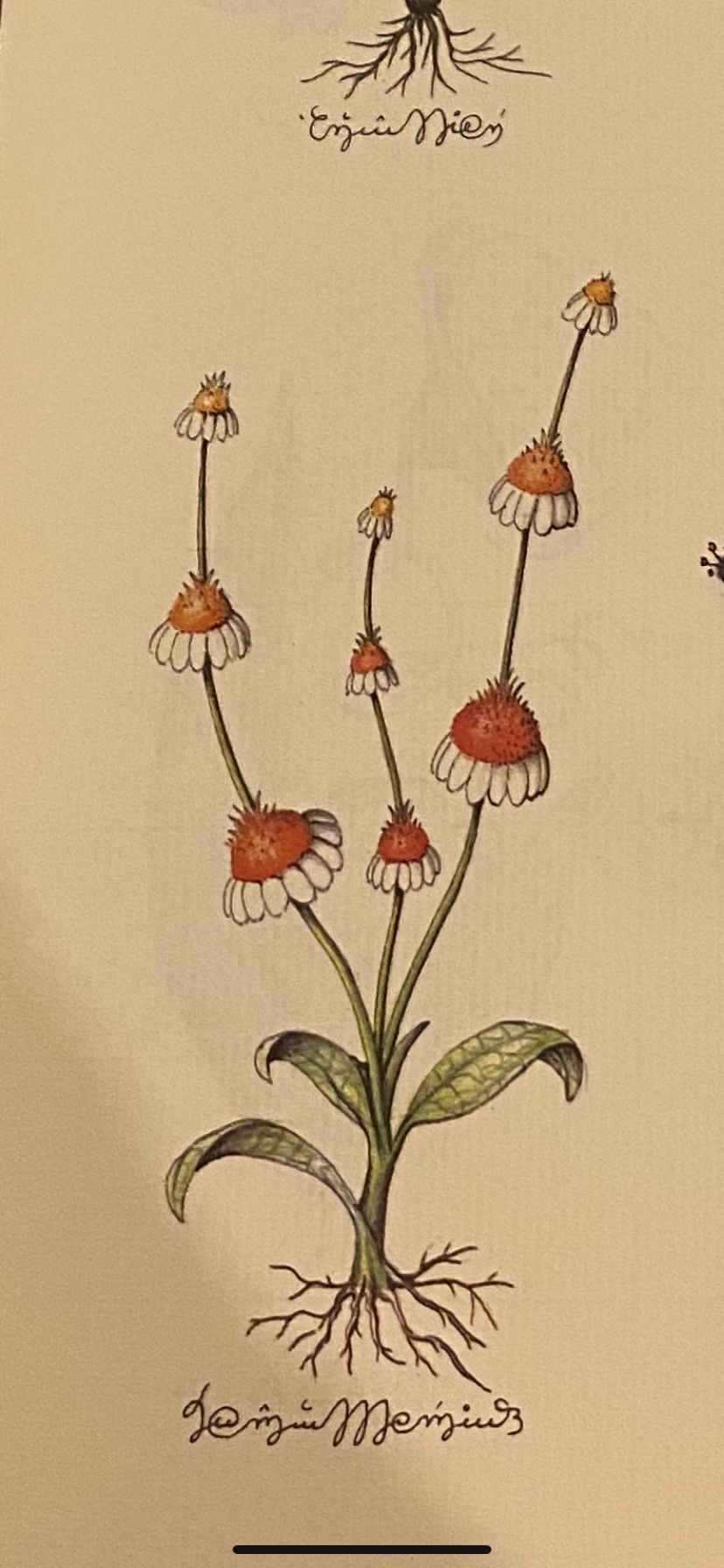 Bekkkkkkkkks OnlyFans header