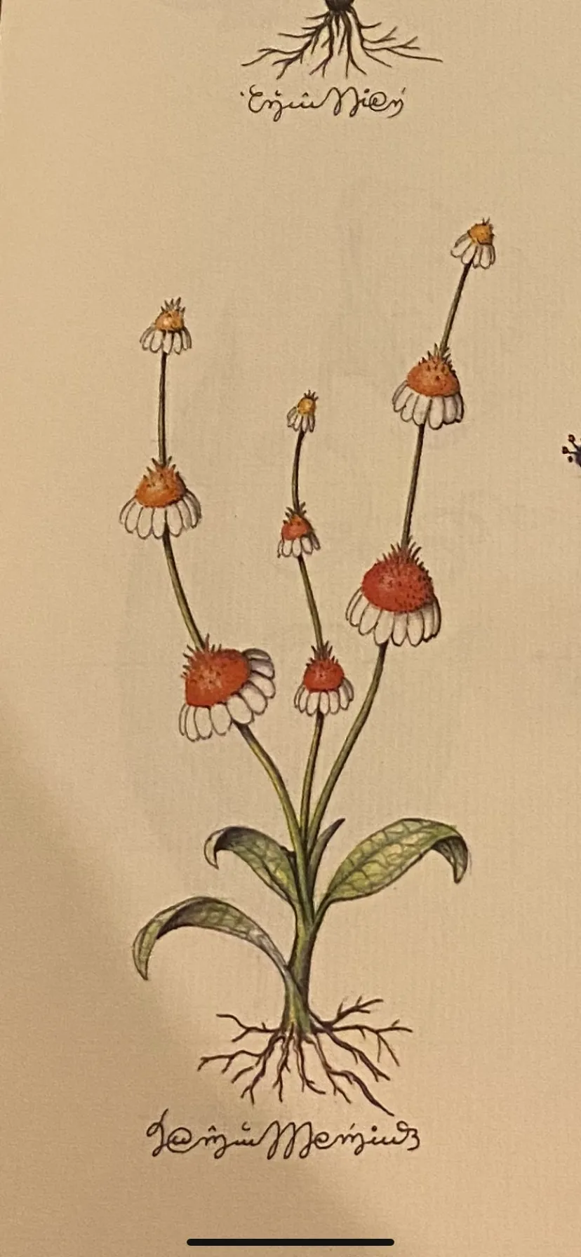 Bekkkkkkkkks OnlyFans header