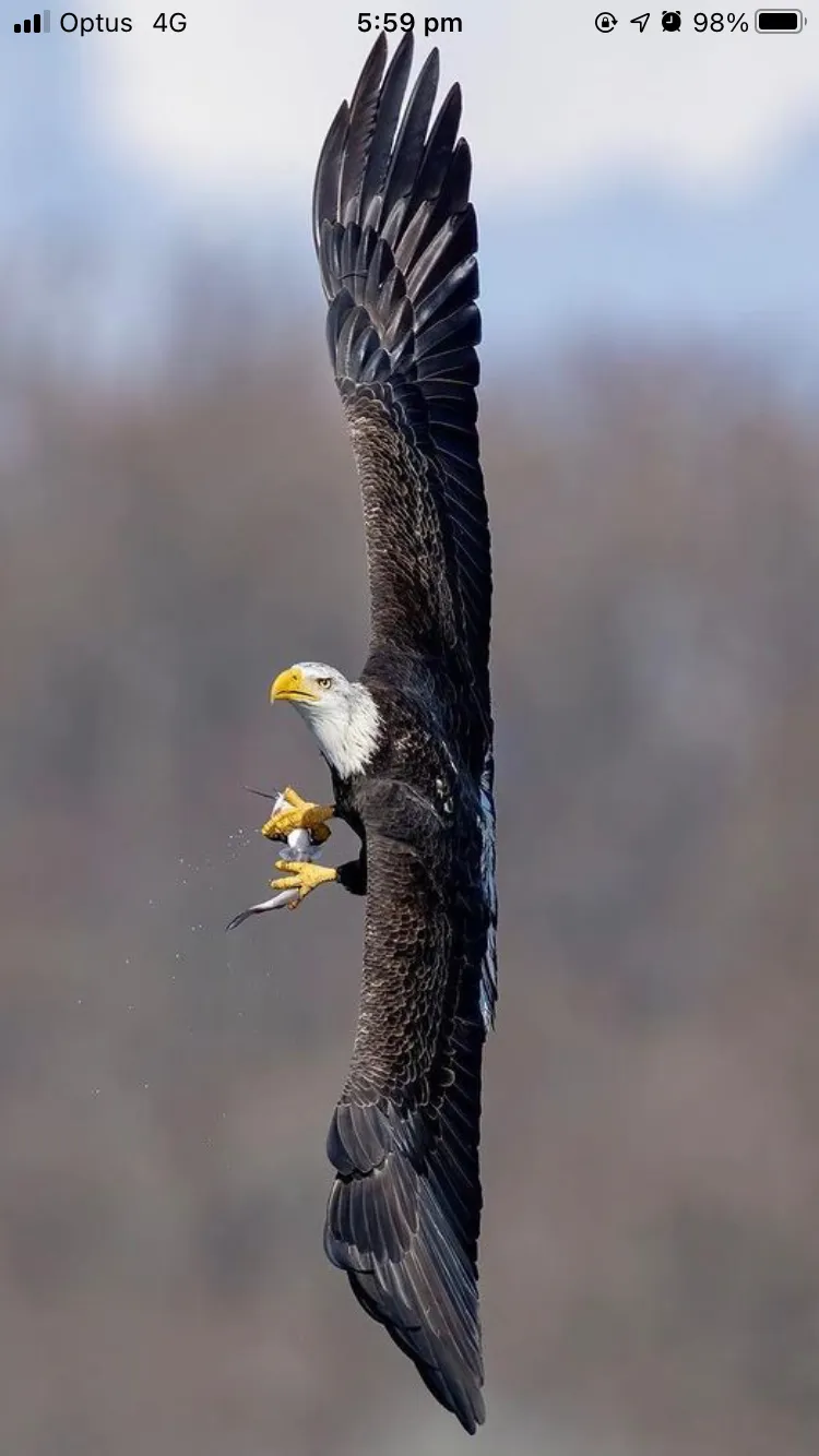 Vinnie OnlyFans header