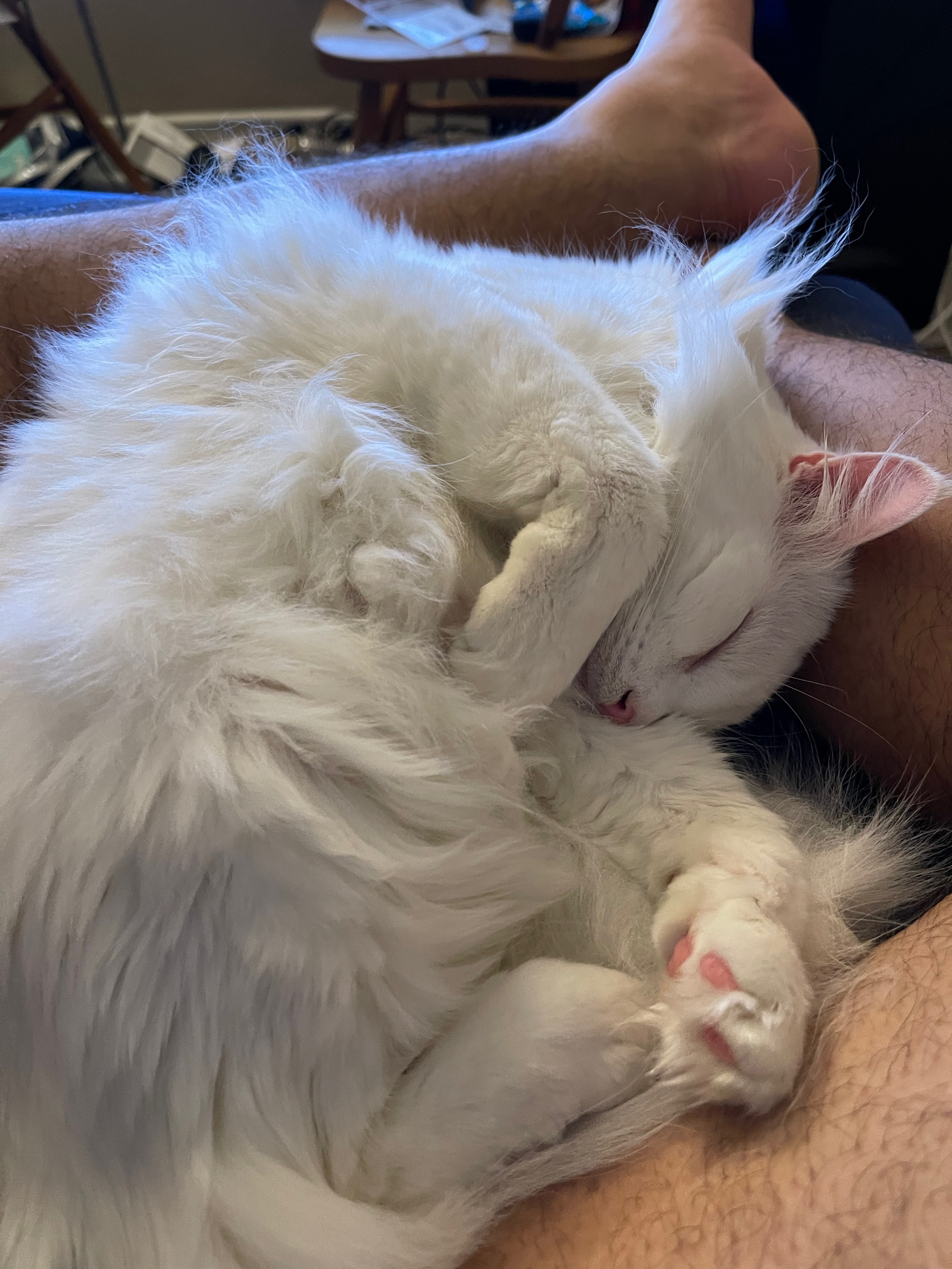 Only Cats OnlyFans header